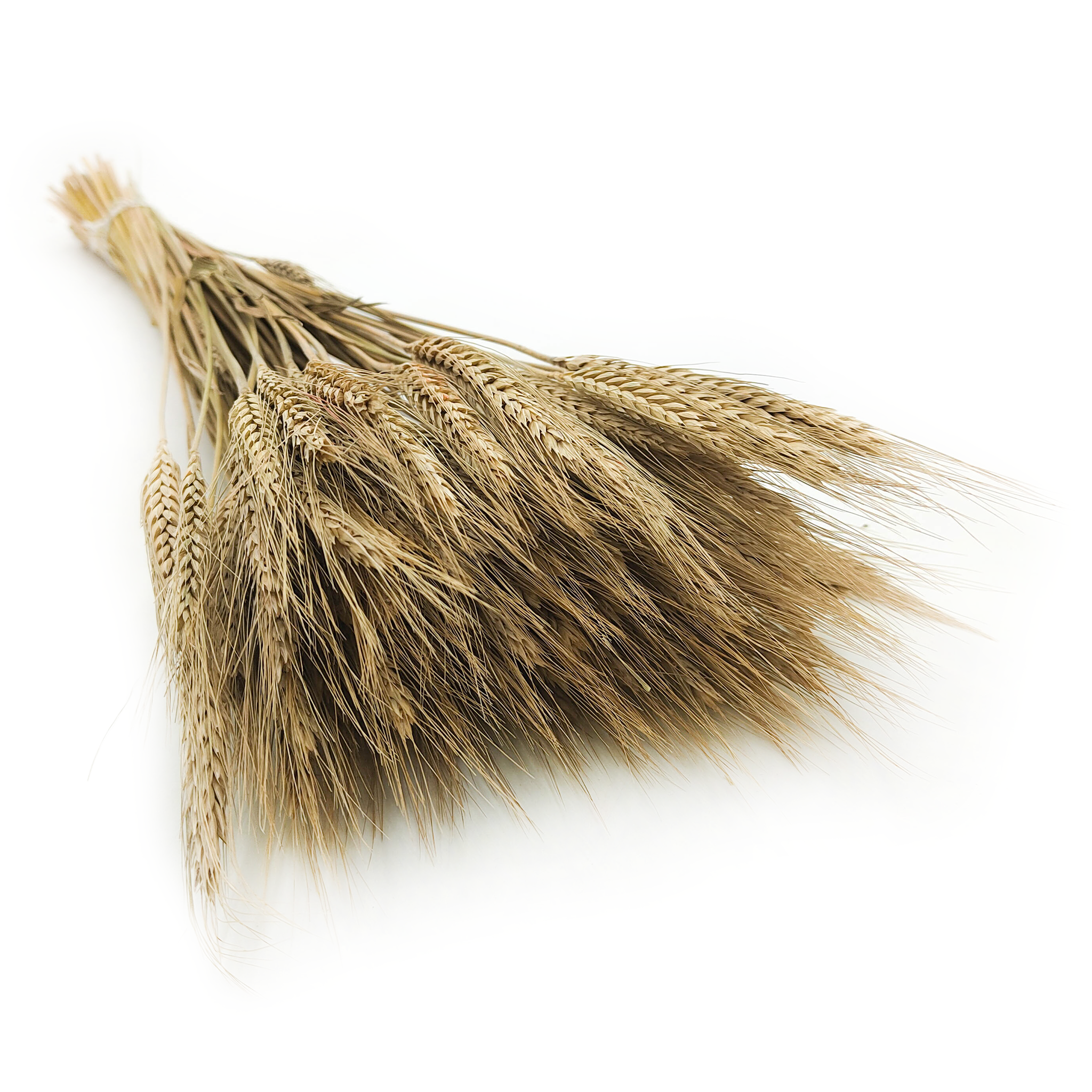Triticale Getrocknete - Natürlich