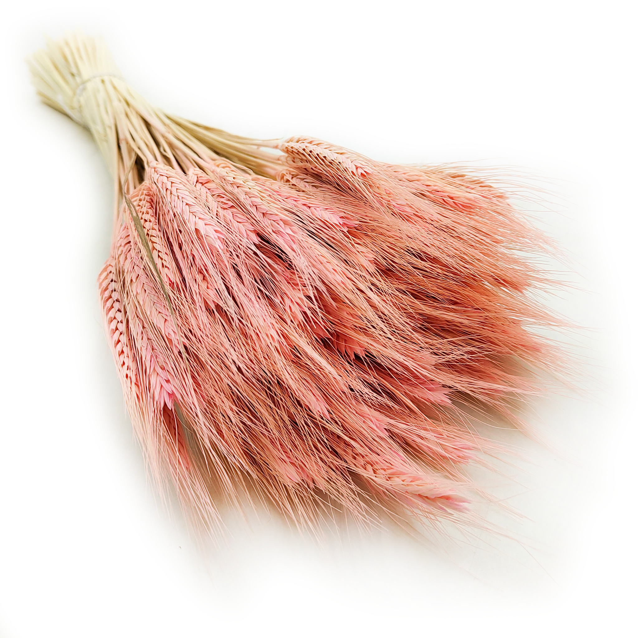 Triticale Getrocknete - Rosa