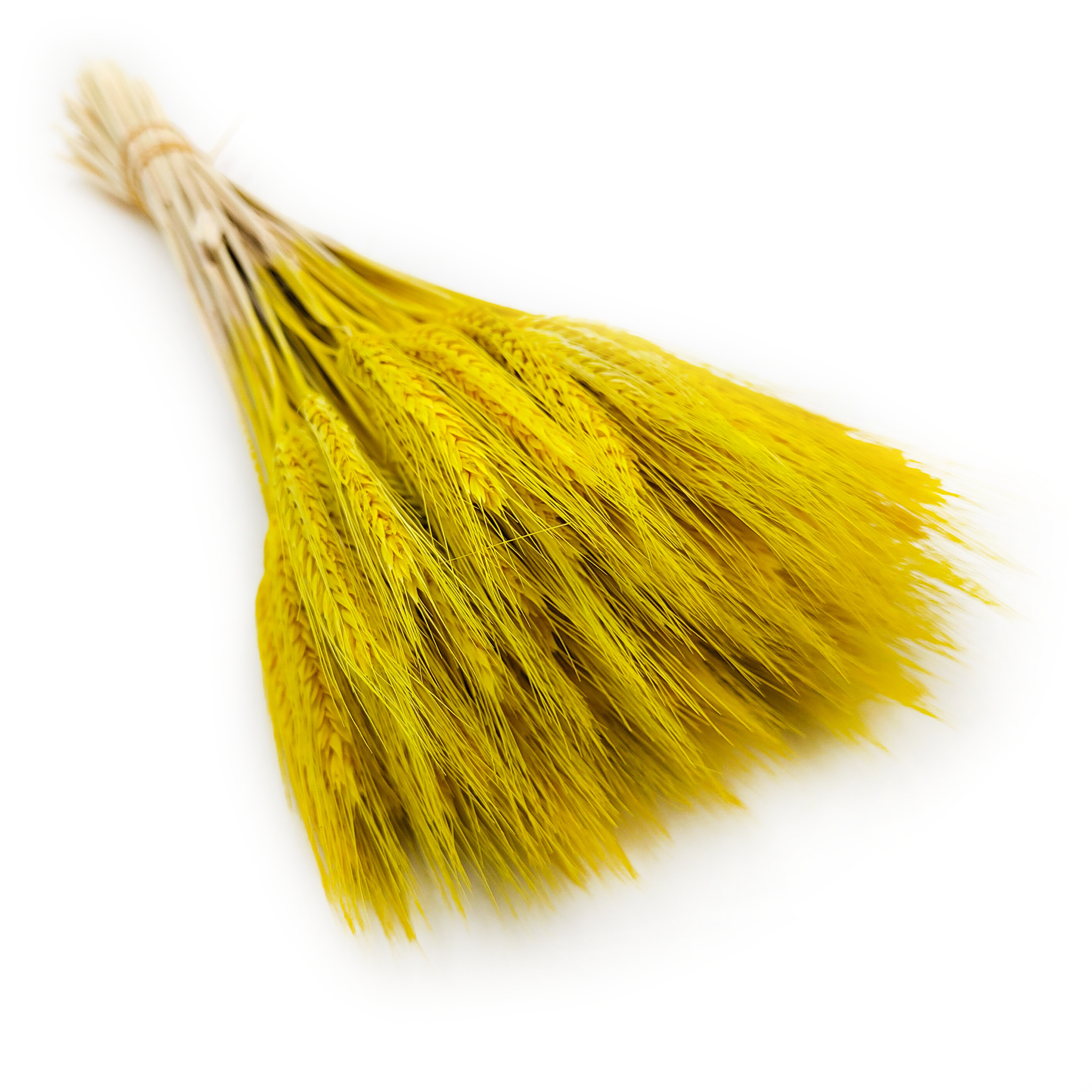 Triticale Getrocknete - Gelb