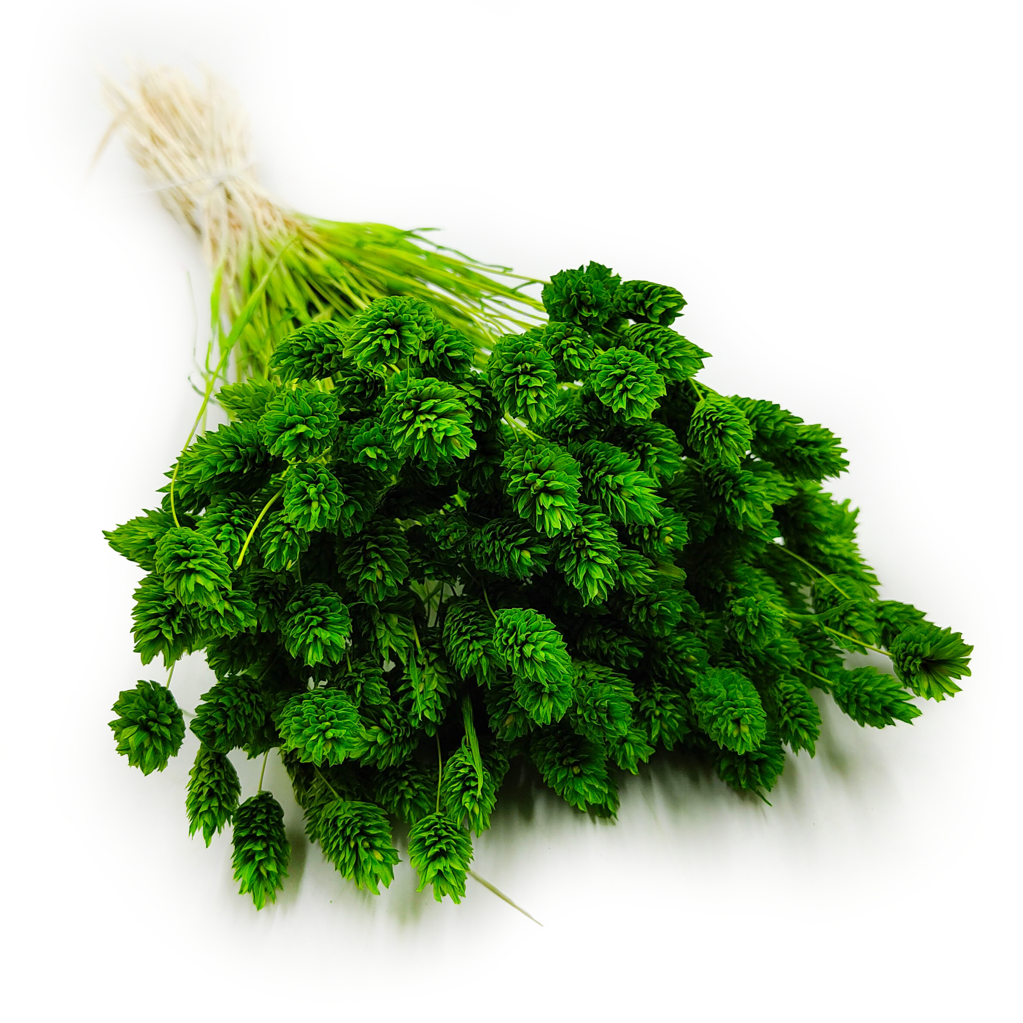 Phalaris Getrocknete - Kanariengras - Grün