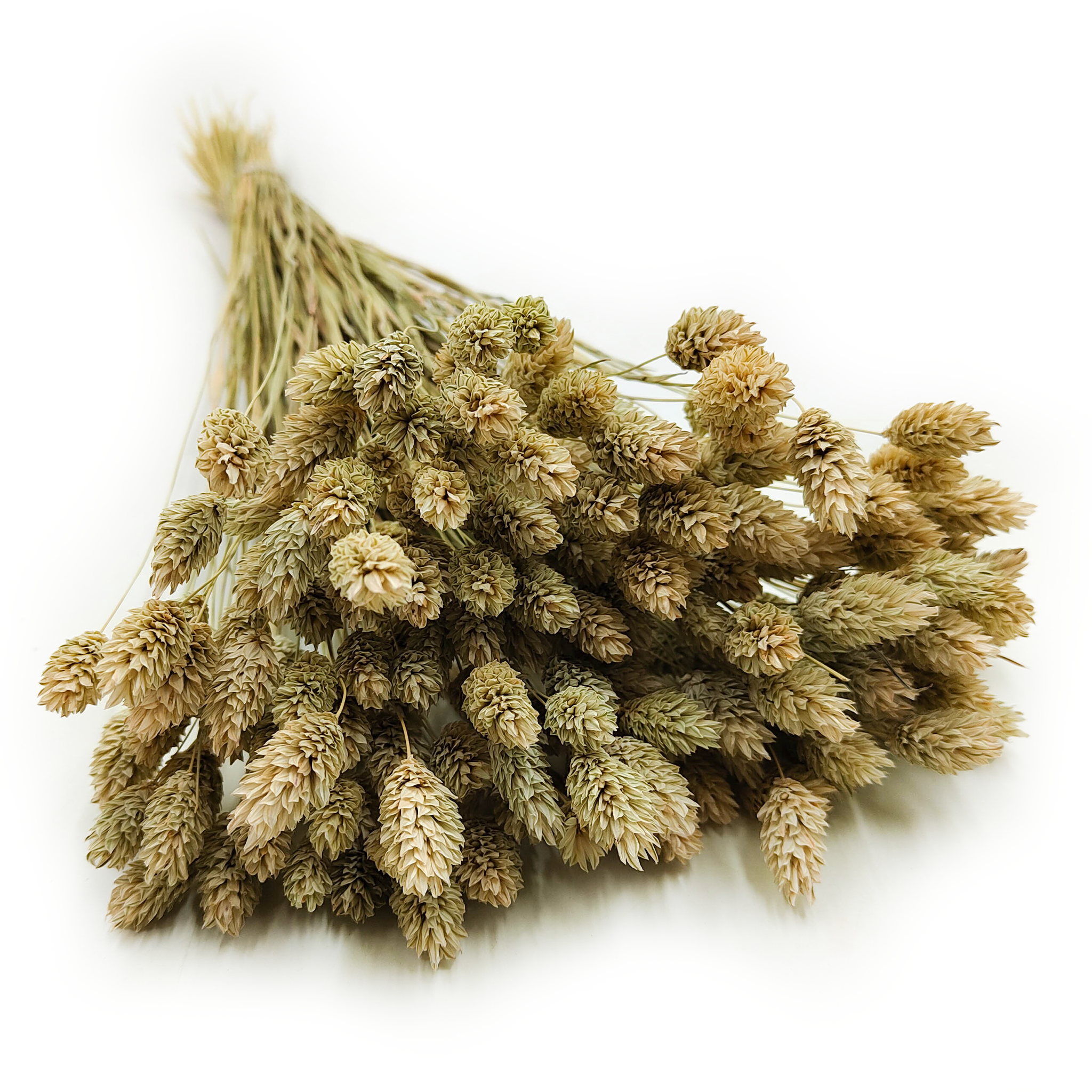 Phalaris Getrocknete - Kanariengras - Natürlich