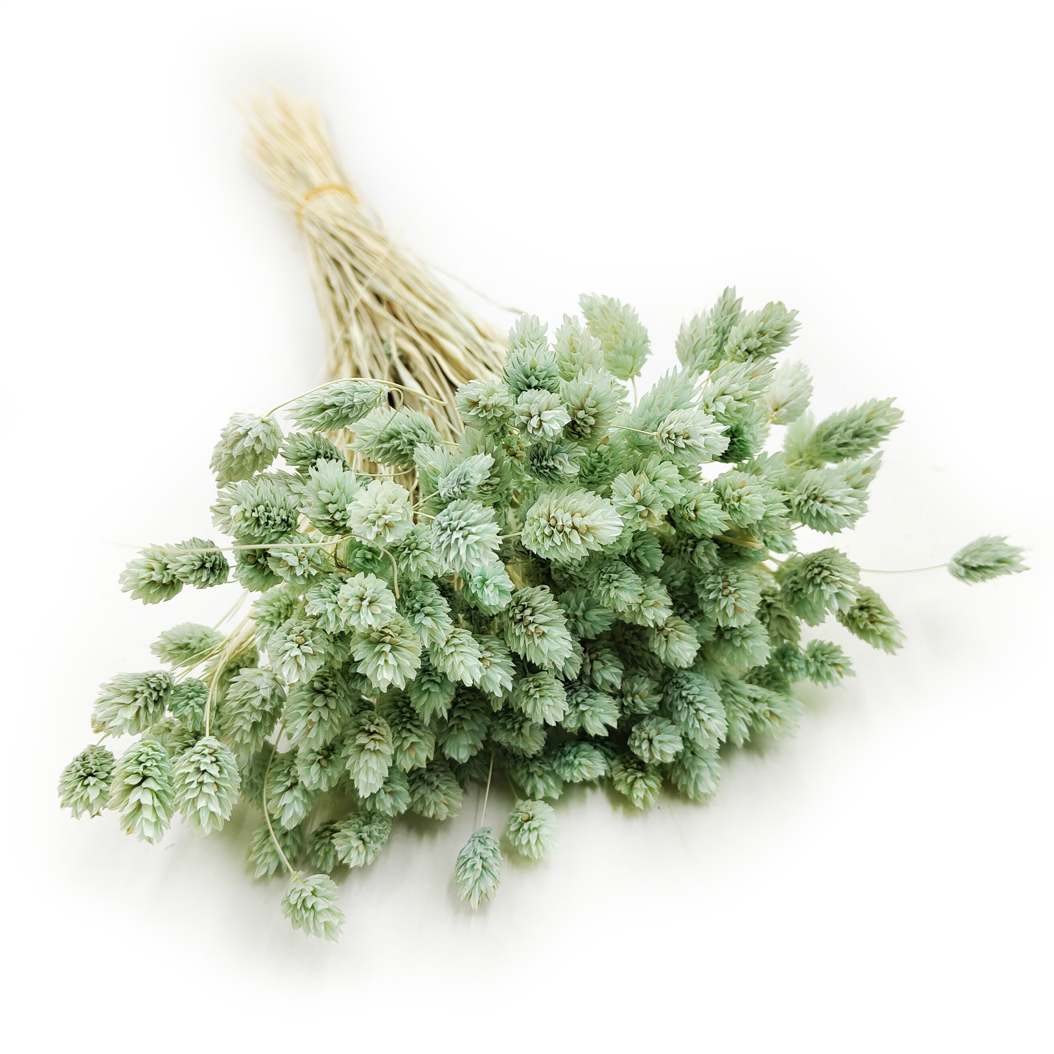 Phalaris Getrocknete - Kanariengras - Minze