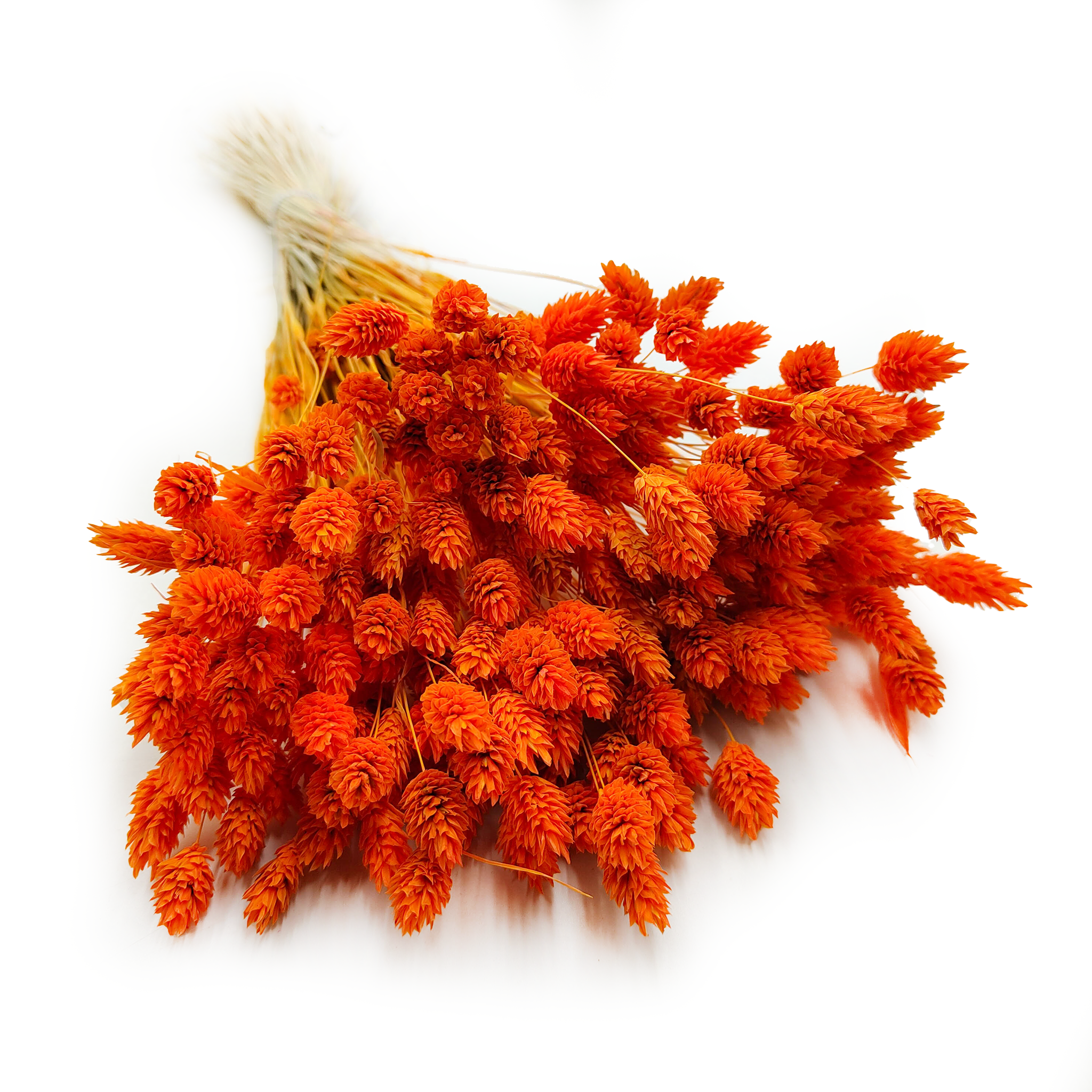 Getrockneter Phalaris – Kanariengras – Mandarinenorange