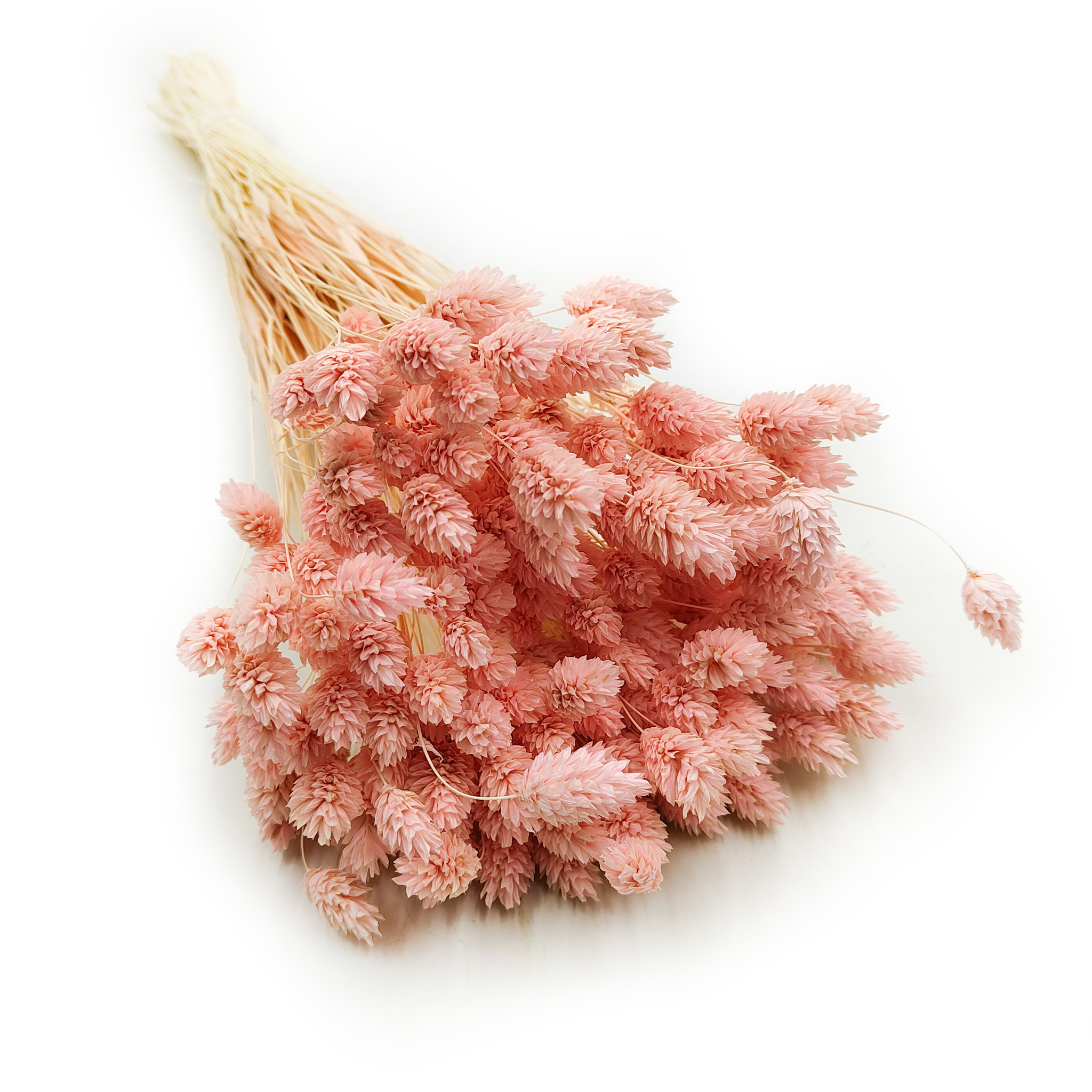 Phalaris Getrocknete - Kanariengras - Lachs