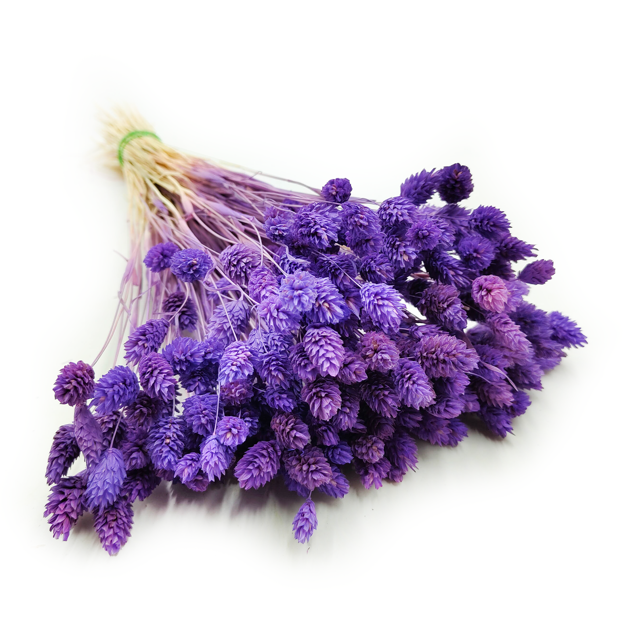 Phalaris Getrocknete - Kanariengras - Violett