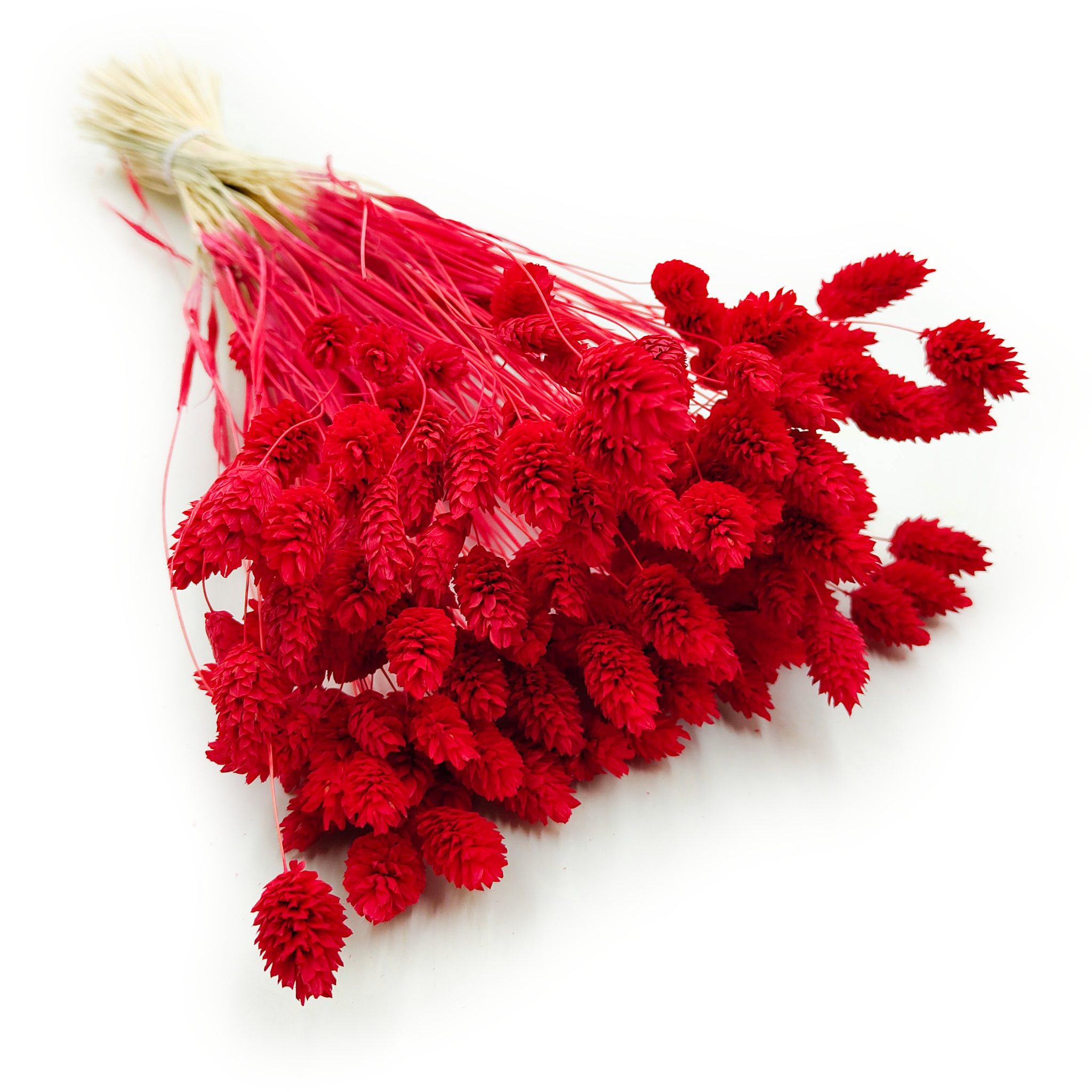 Phalaris Getrocknete - Kanariengras - Rot