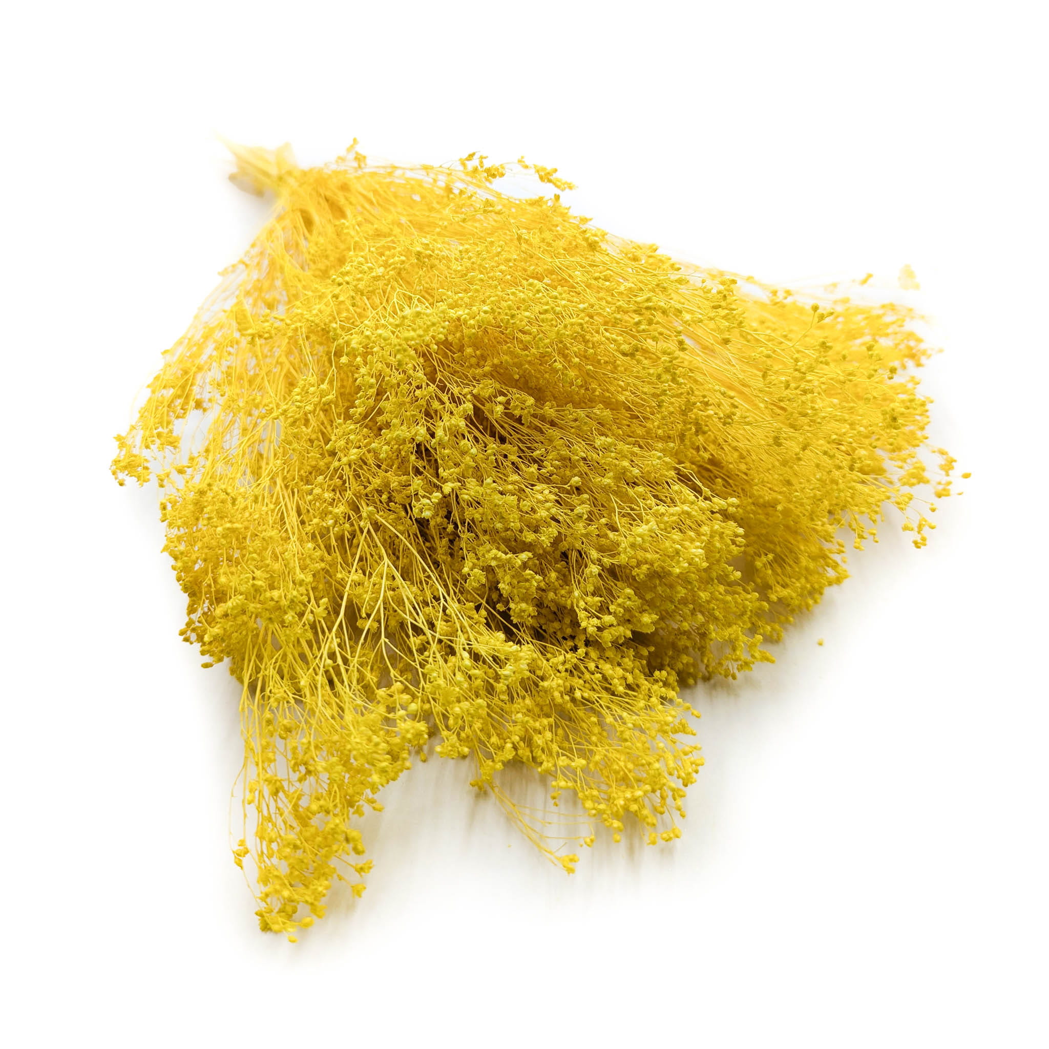 Broom Bloom - Besenblüte (Cytisus Scoparius) – Gelb