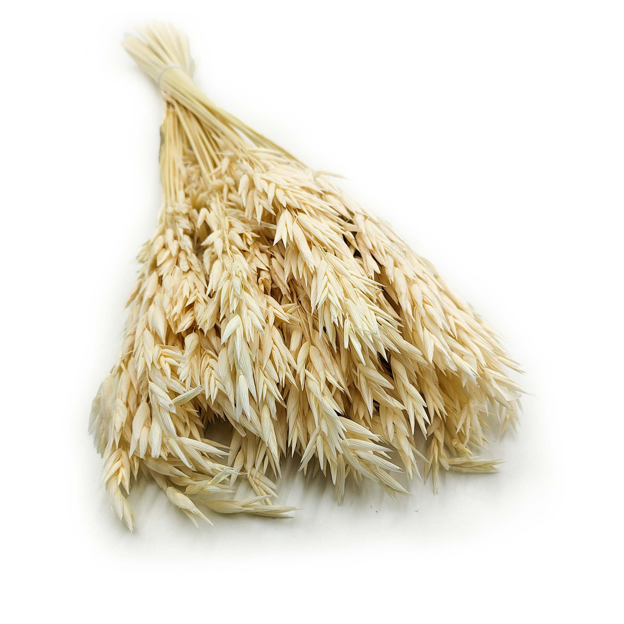 Getrockneter Hafer – (Avena sativa) – Gebleicht