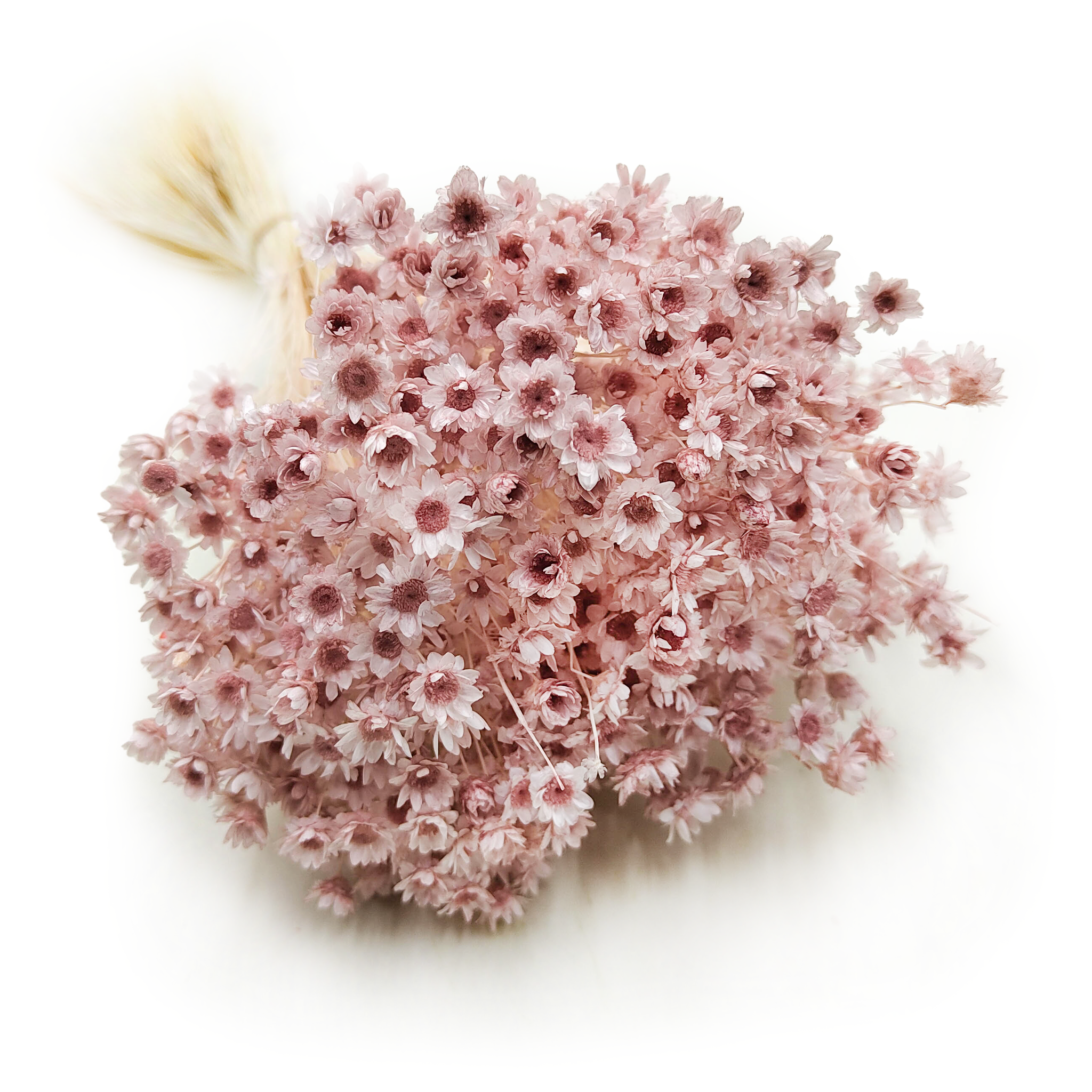 Glixia Getrocknete - (Comanthera) - Pastellrosa