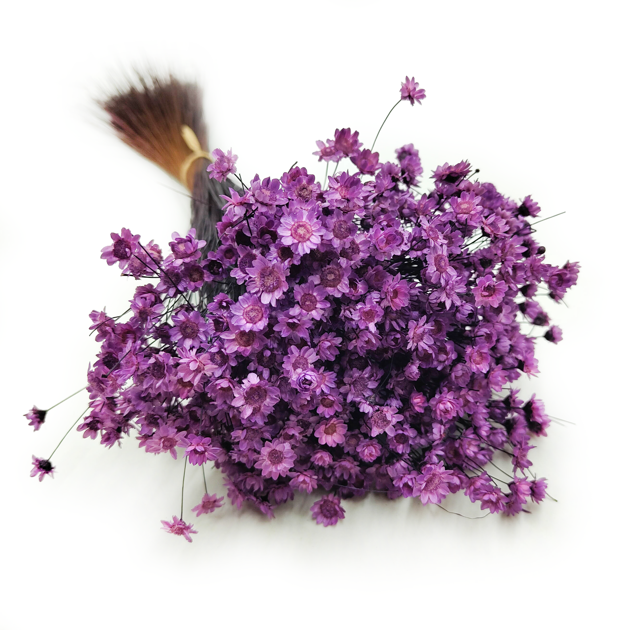 Glixia Getrocknete - (Comanthera) - Lavendel