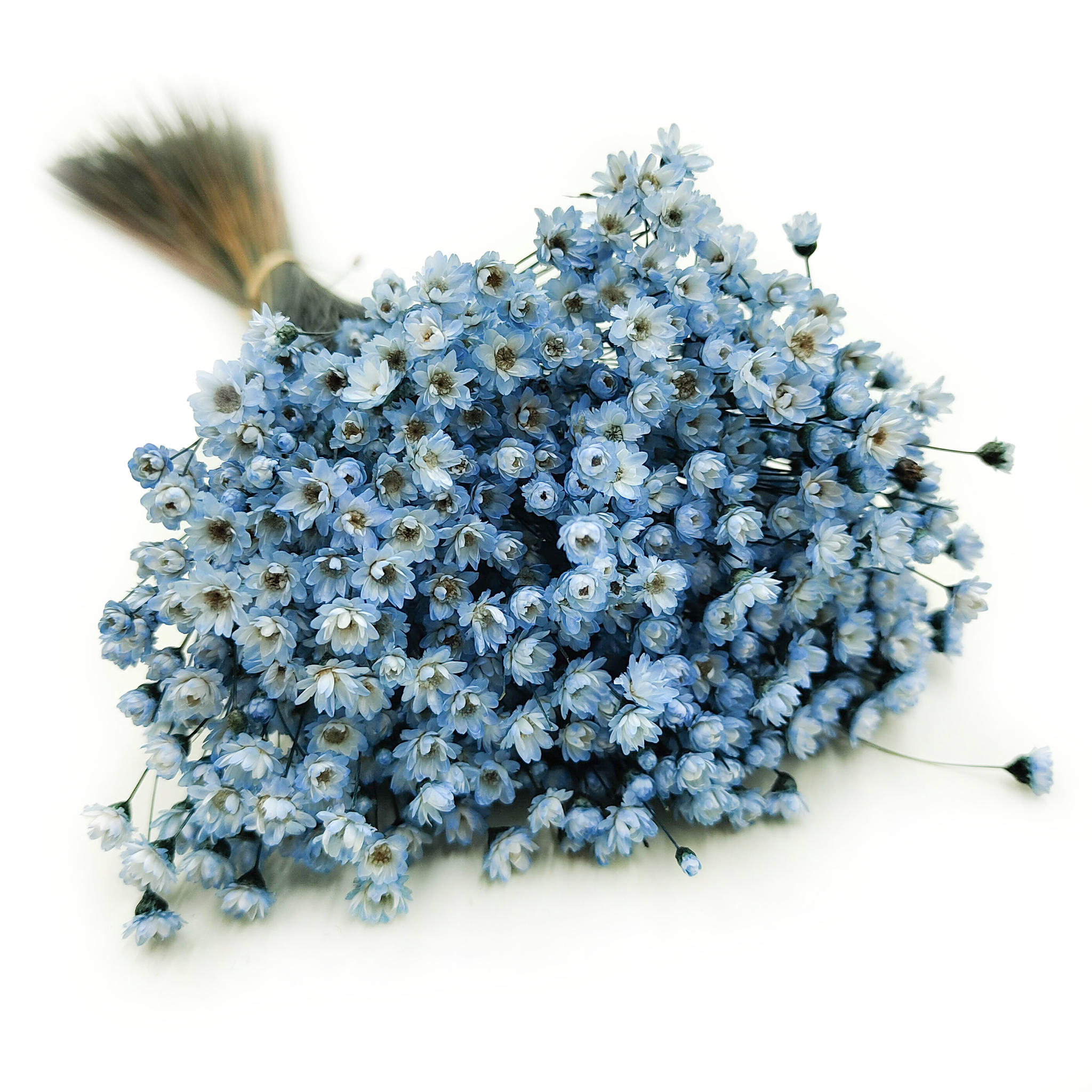 Glixia Getrocknete - (Comanthera) - Blau