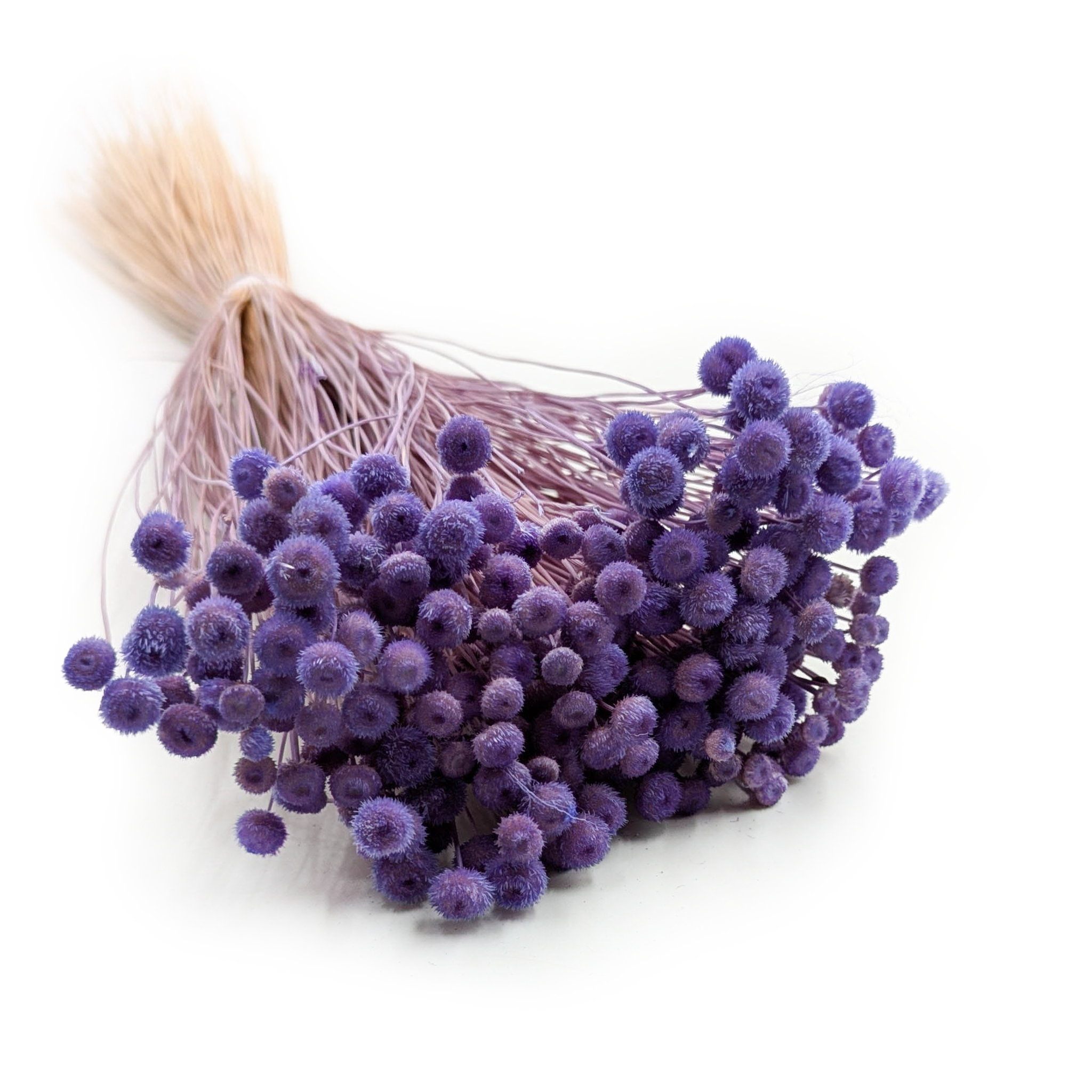 Botao Amarelino Getrocknete - (Amarelinho) - Lavendel