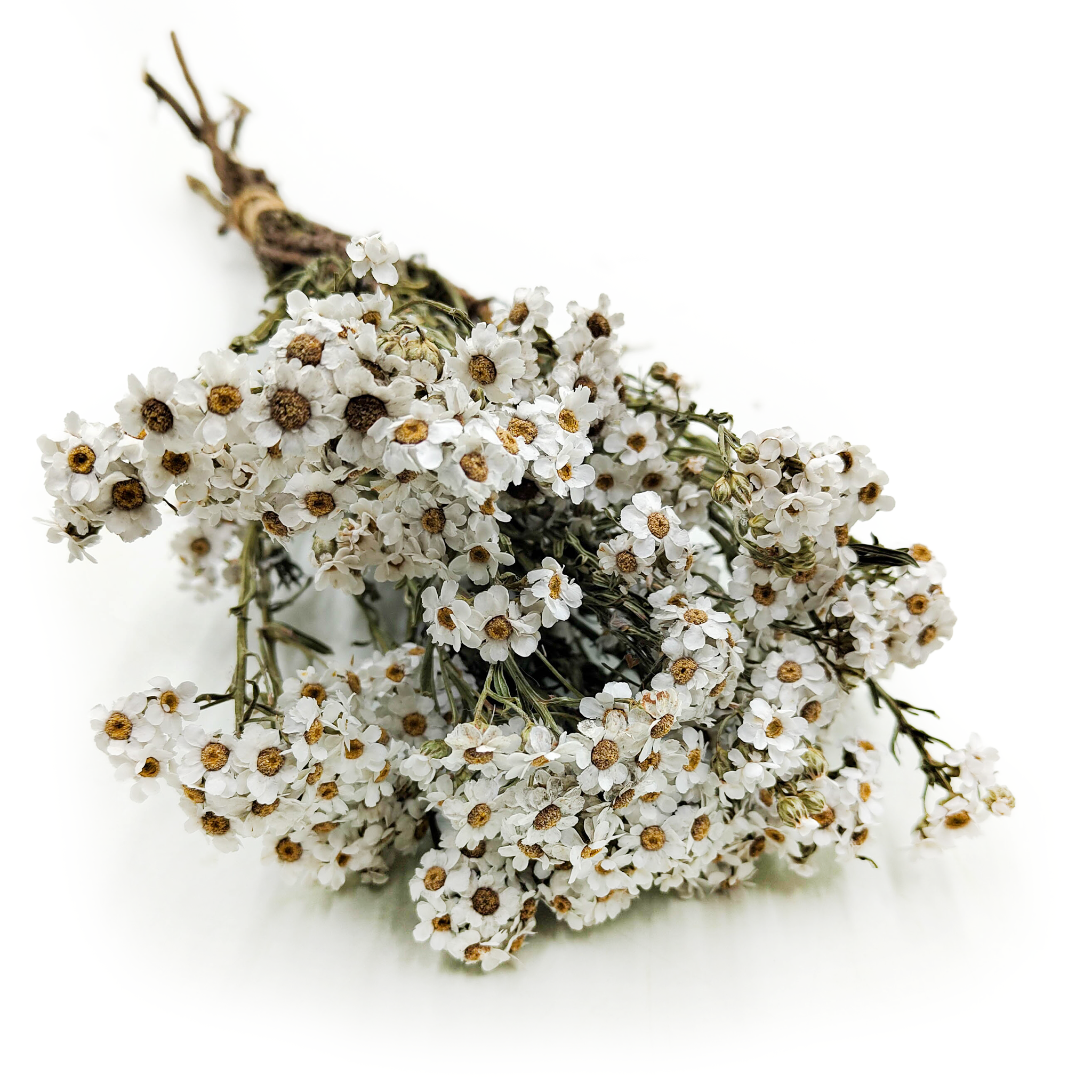 Getrocknete Oxodia - Naturweiß