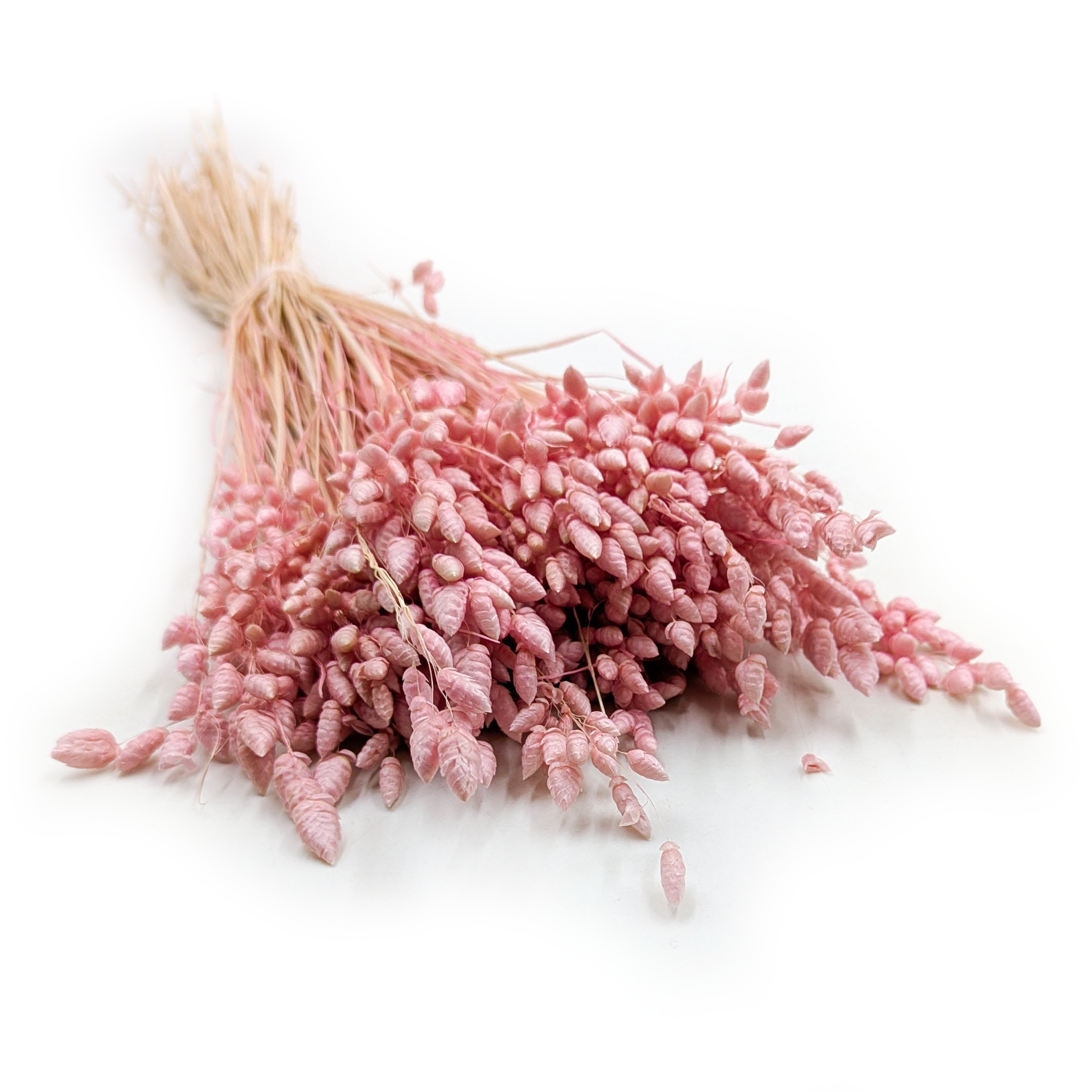 Getrocknetes Zittergras - (Briza Maxima) - Rosa