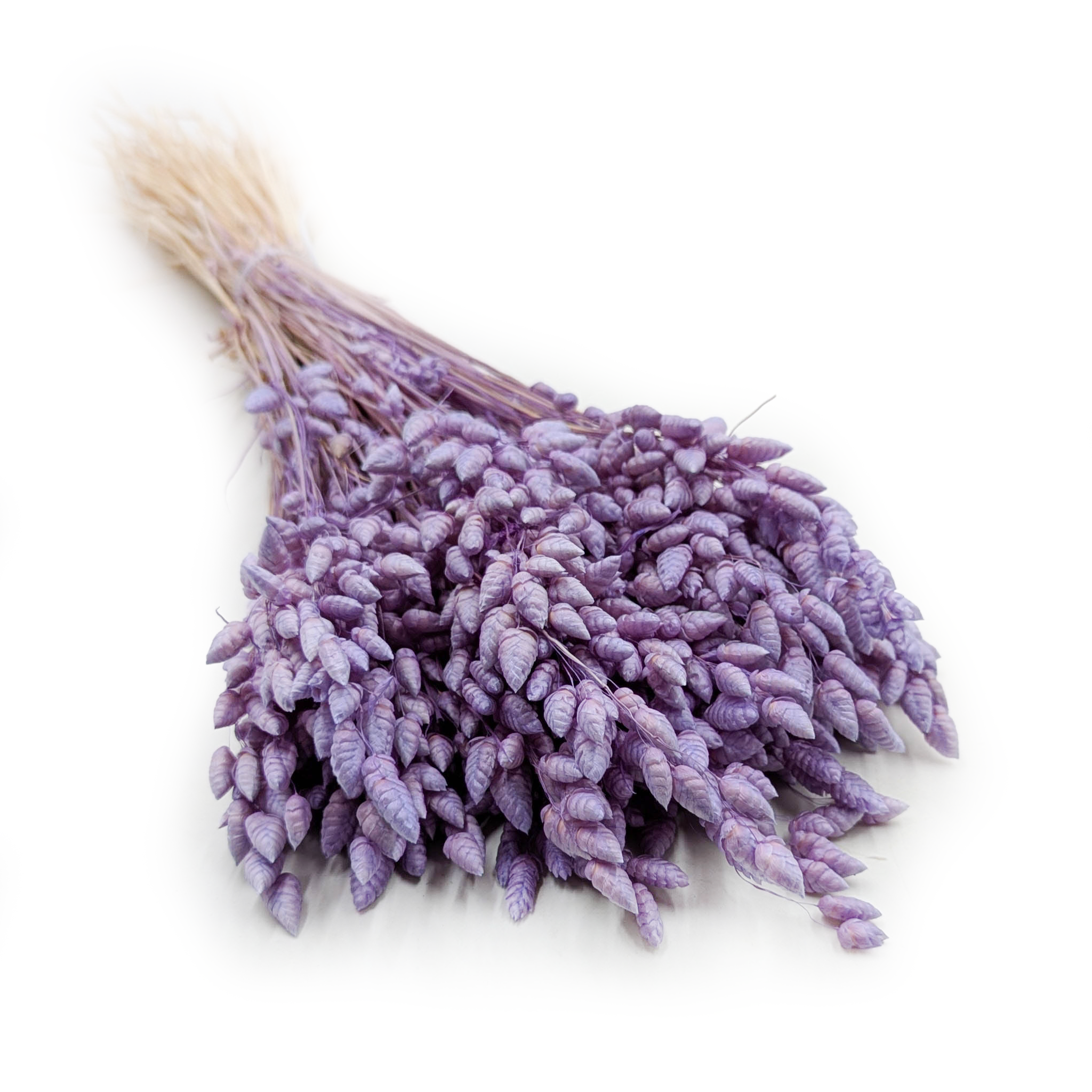 Getrocknetes Zittergras - (Briza Maxima) - Lavendel