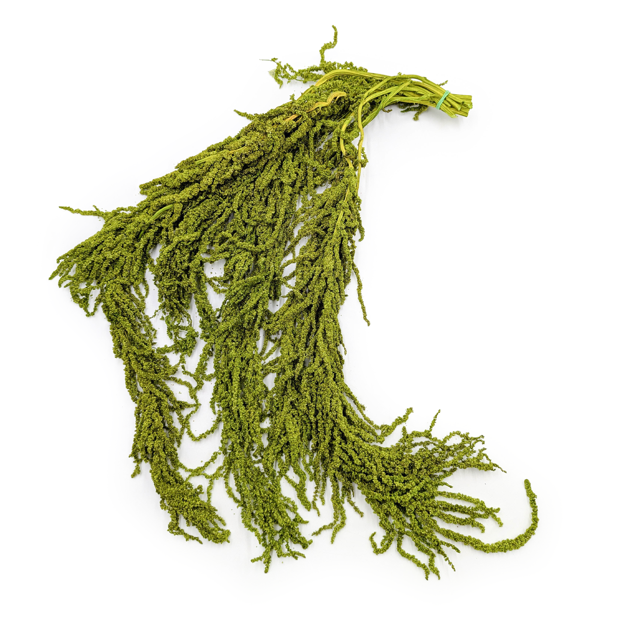 Stabilisiertes Amaranth – Amaranth – Hellgrün