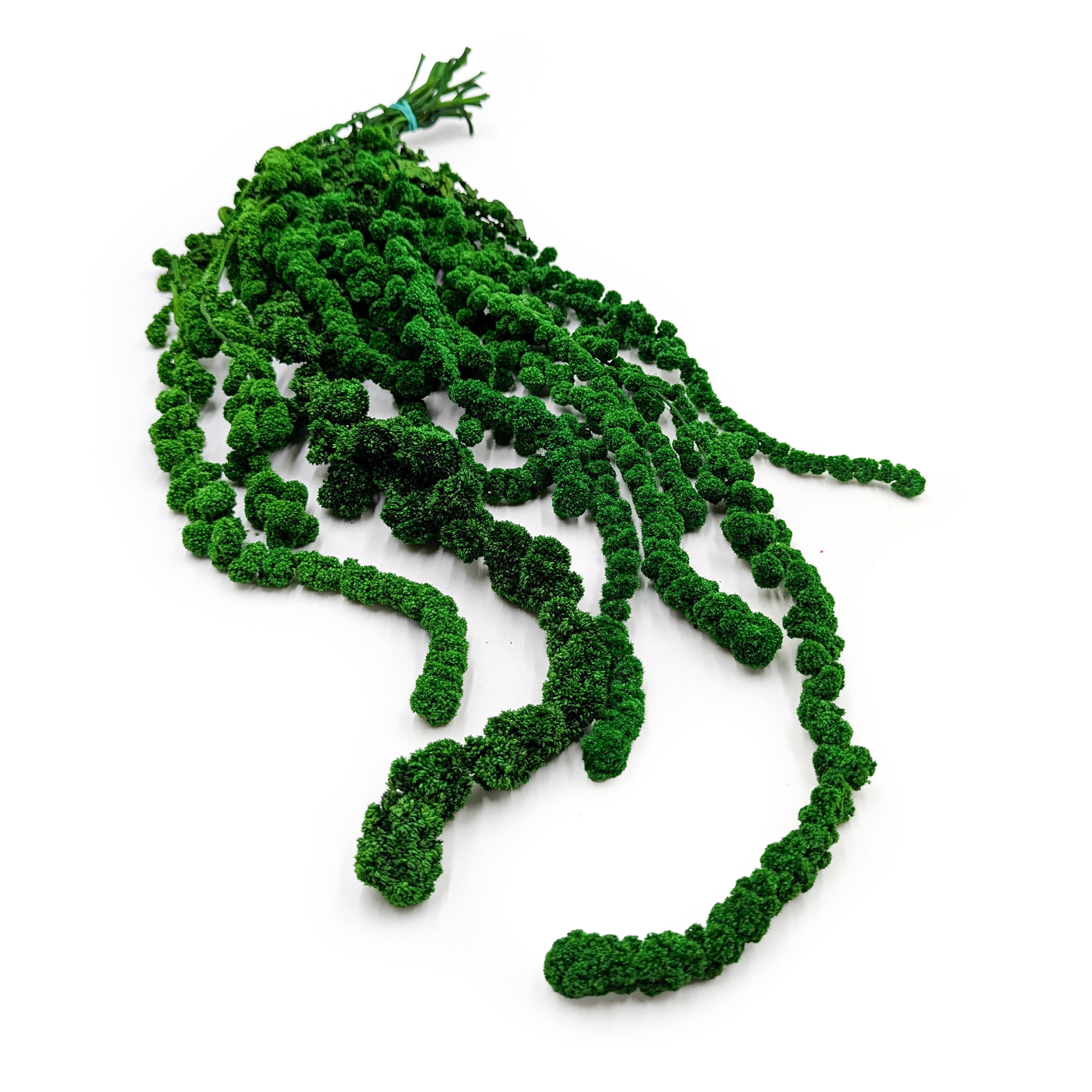 Stabilisiertes Amaranth Ball - Amaranth - Grün