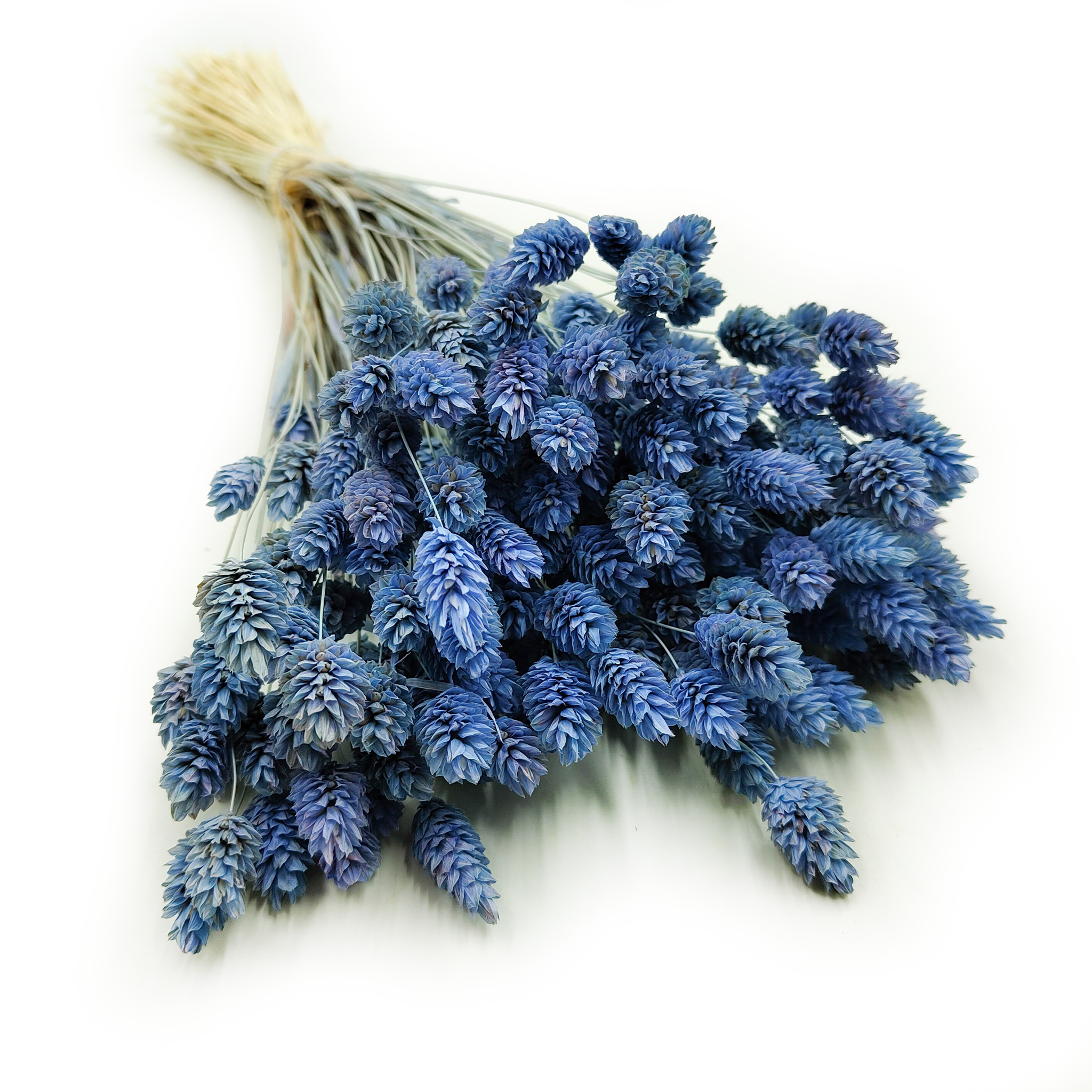 Phalaris Getrocknete - Kanariengras - Blau