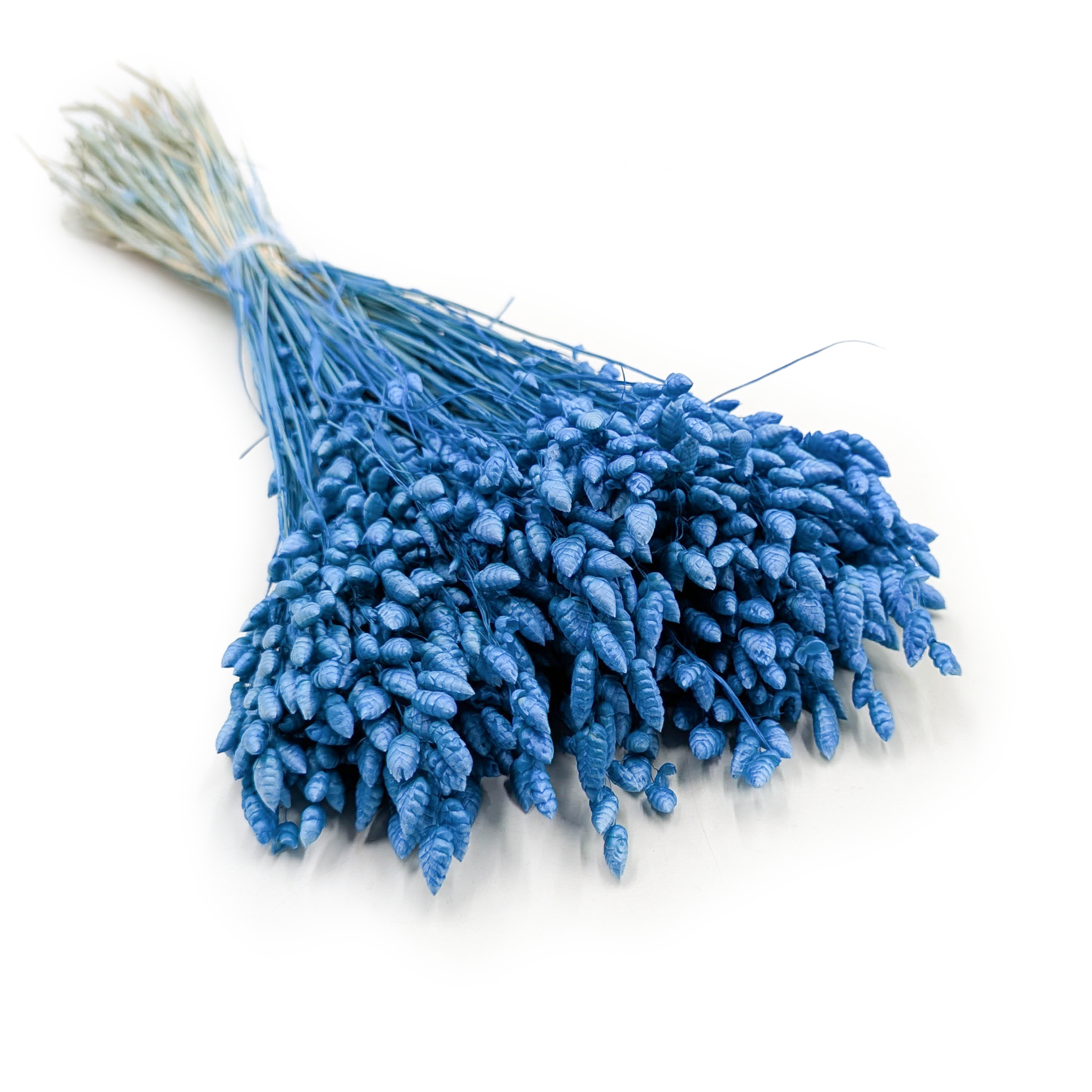 Getrocknetes Zittergras – (Briza Maxima) – Blau