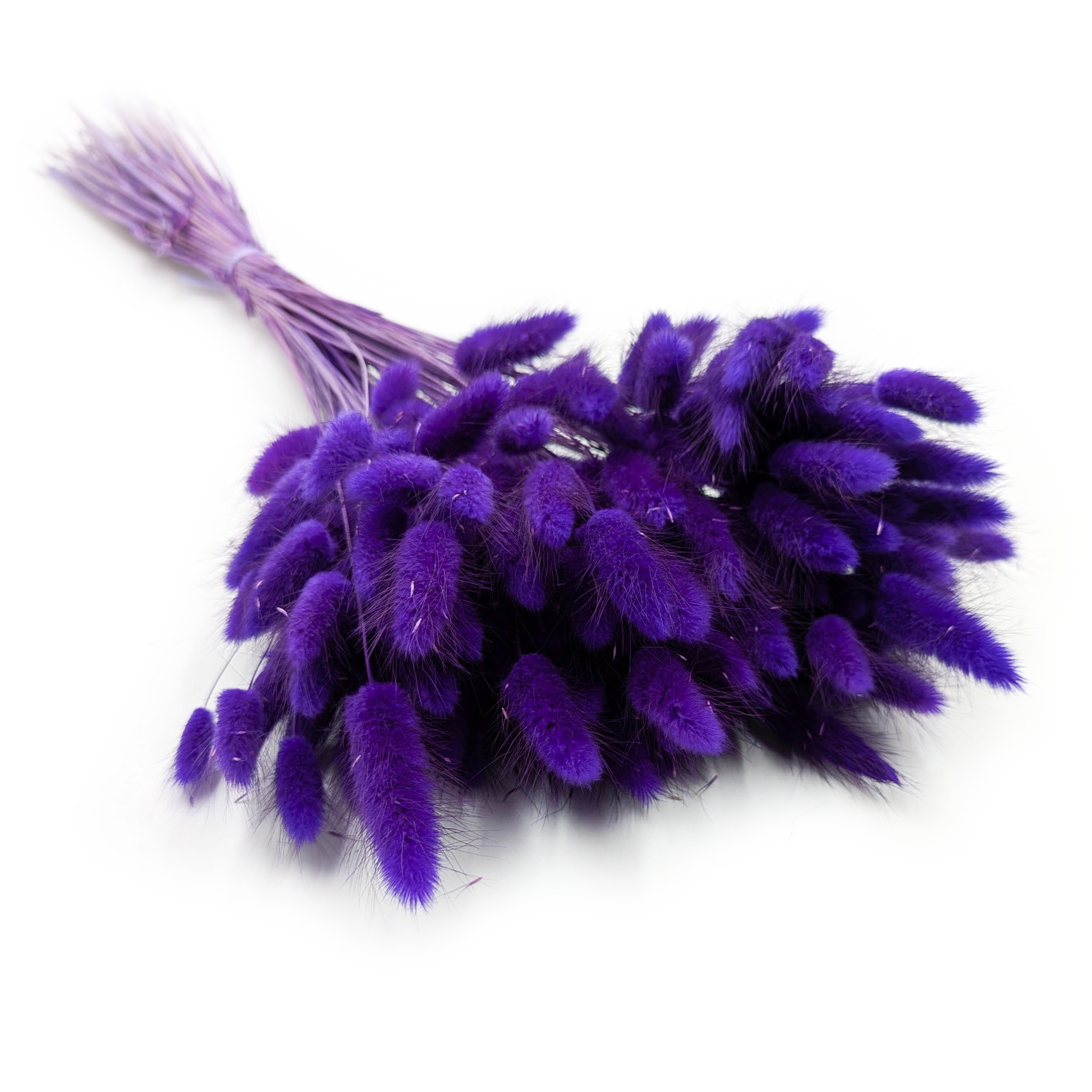Getrocknete Hasenschwanzgras - (Lagurus) - Violett