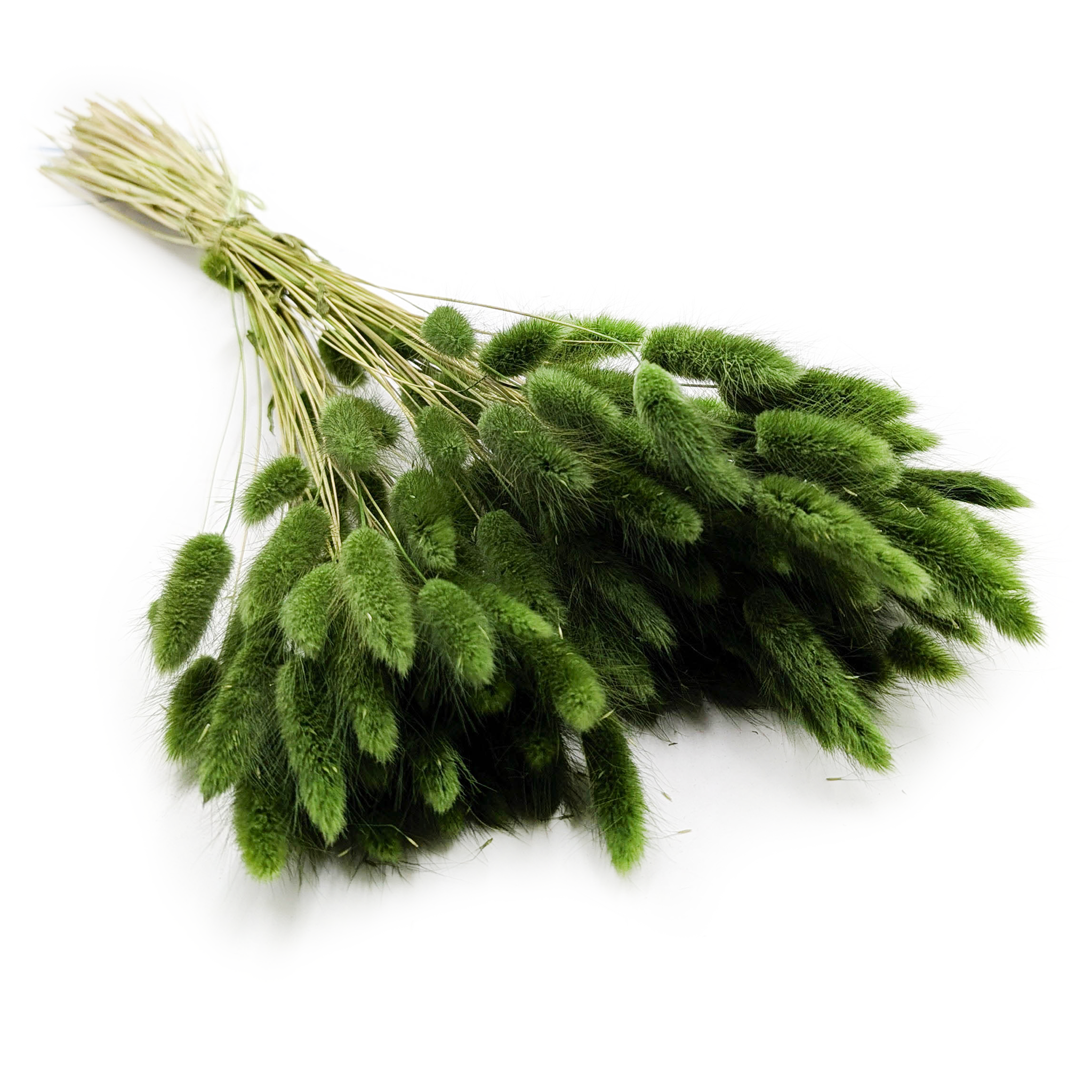 Getrocknete Hasenschwanzgras - (Lagurus) - Dunkelgrün