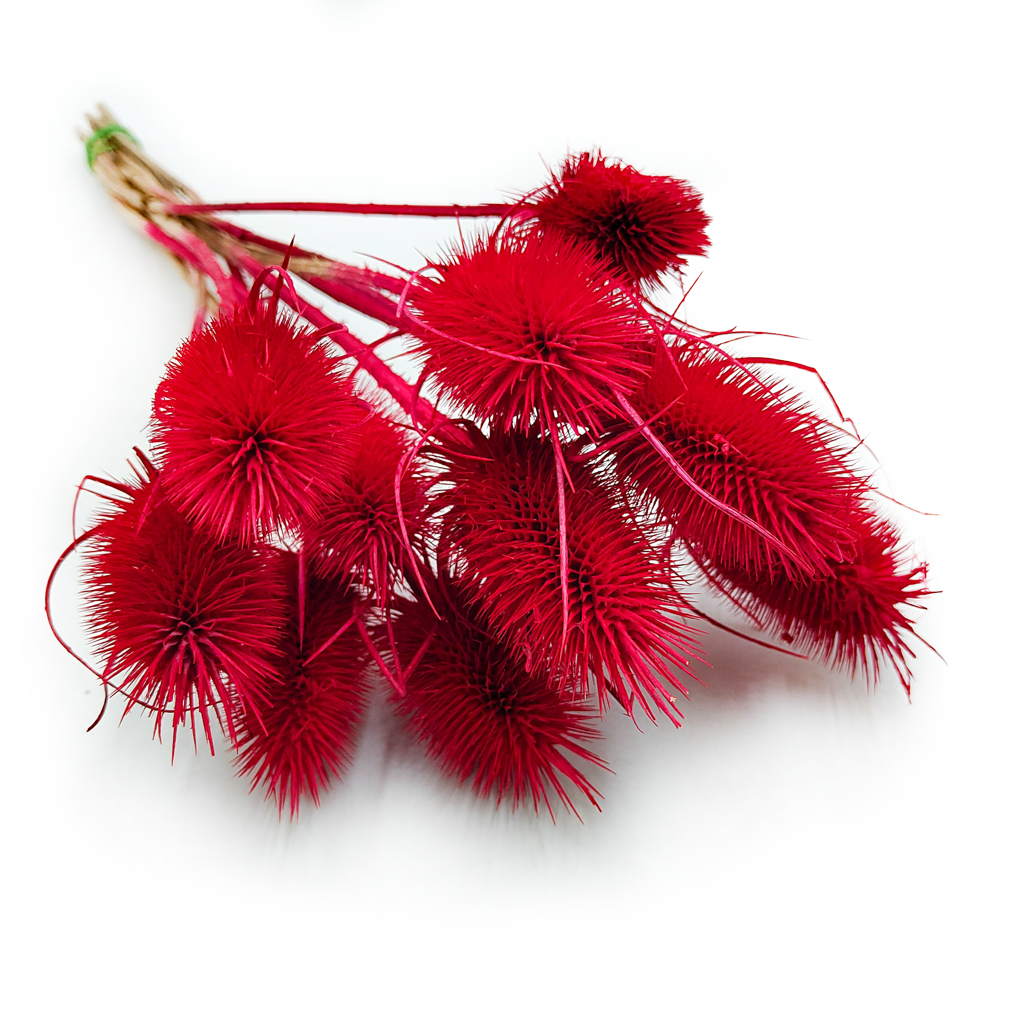 Distel - (Dipsacus) - Rot