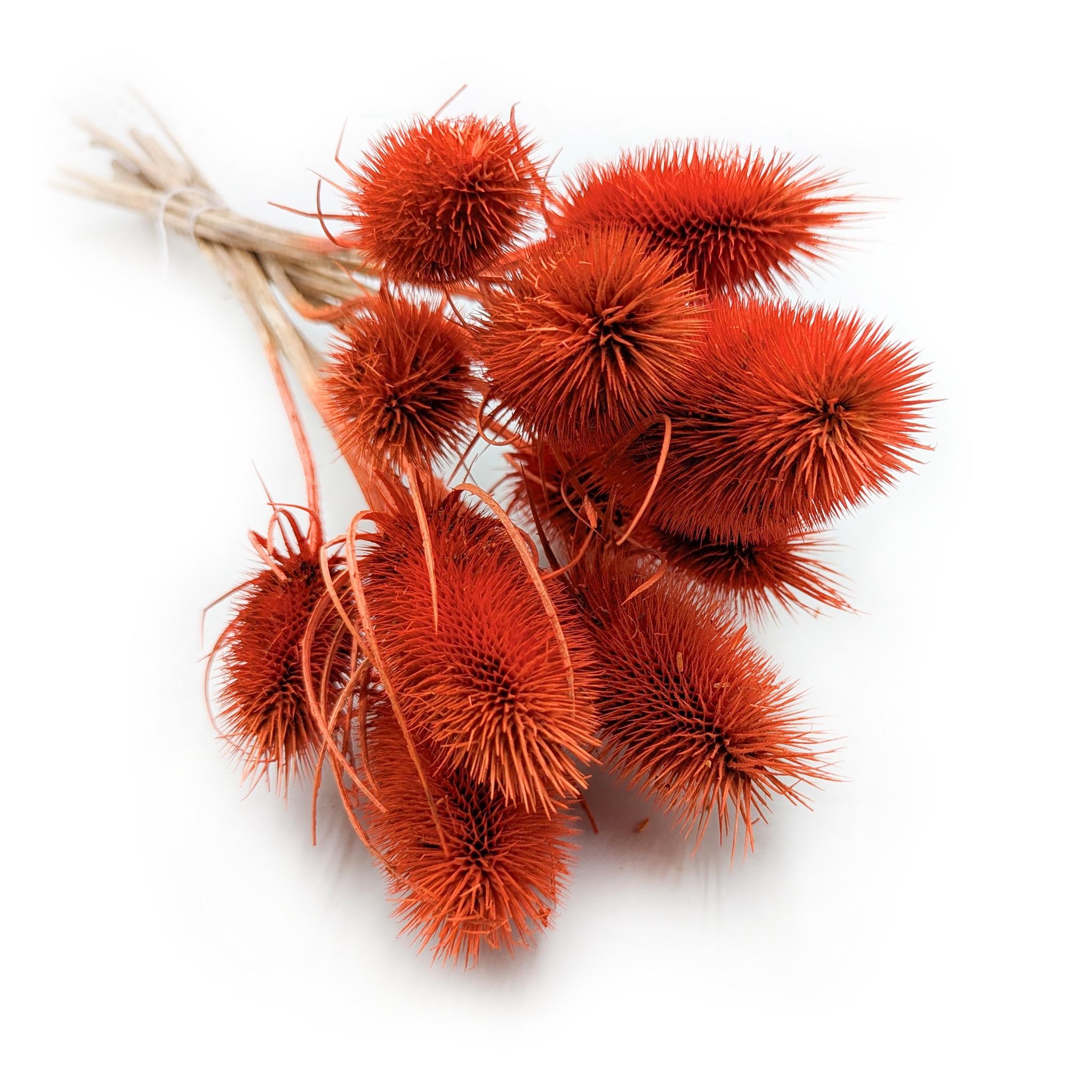 Distel - (Dipsacus) - Orange