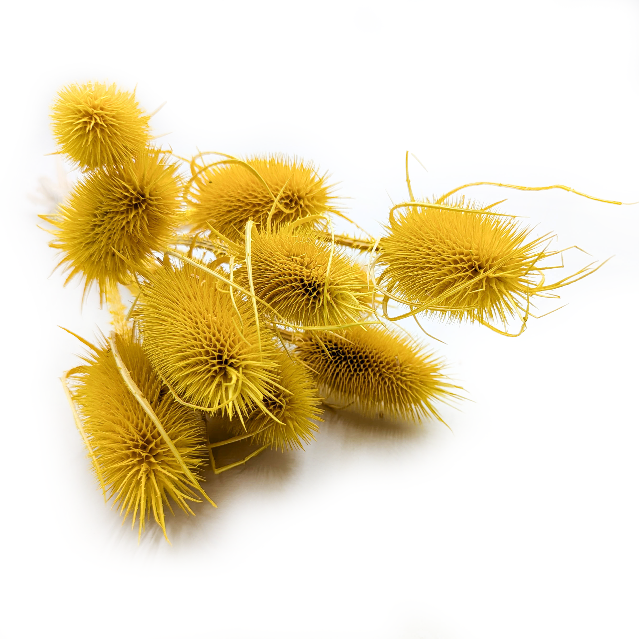 Distel - (Dipsacus) - Gelb