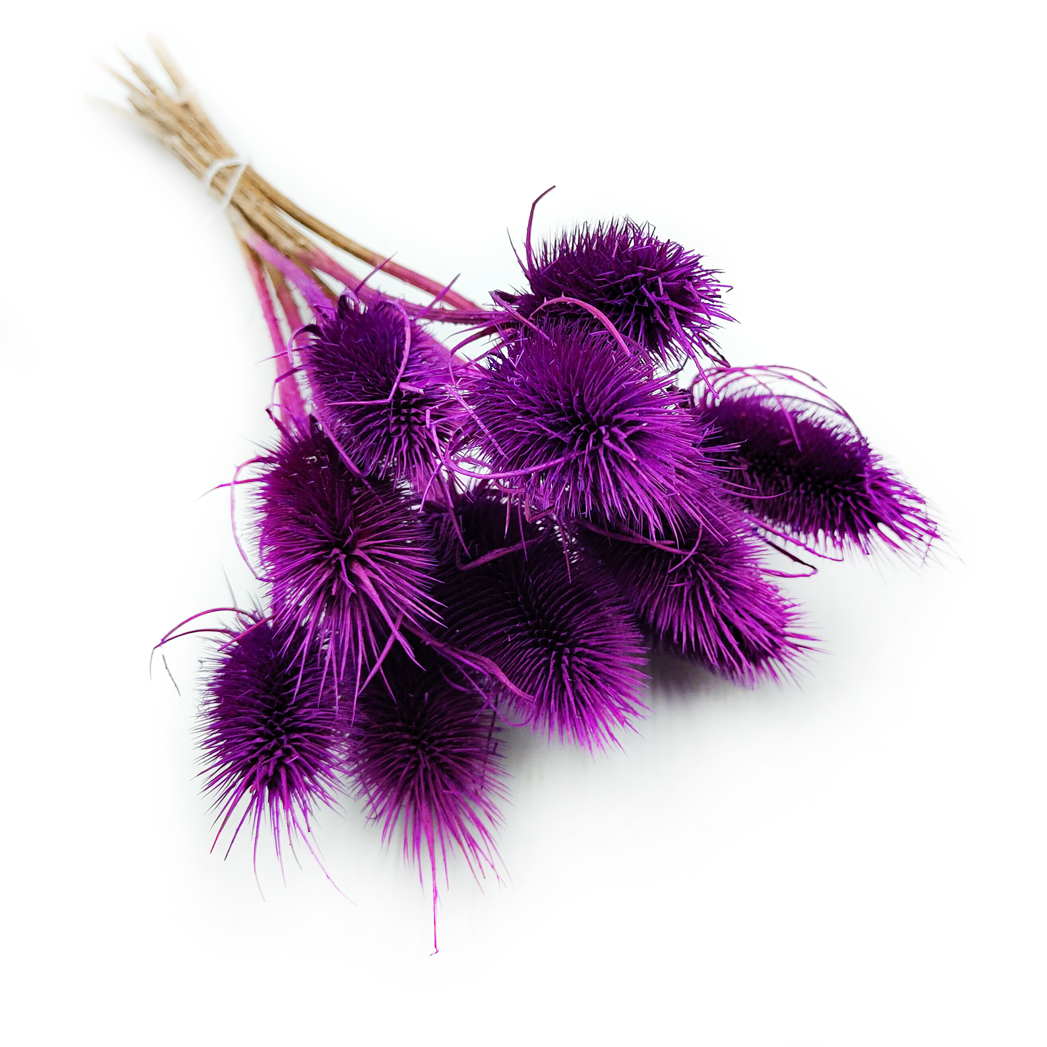 Distel - (Dipsacus) - Violett