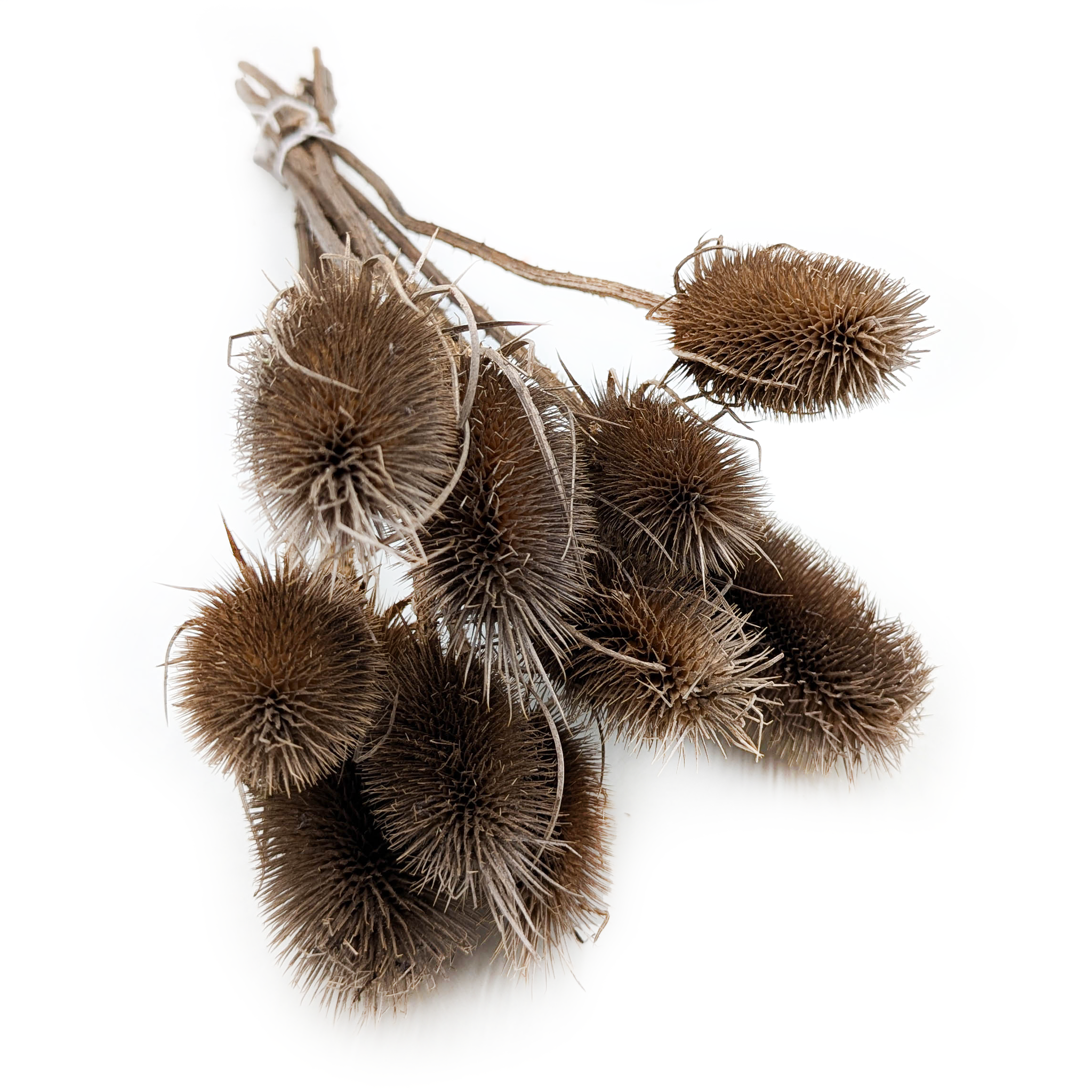 Distel - (Dipsacus) - Braune