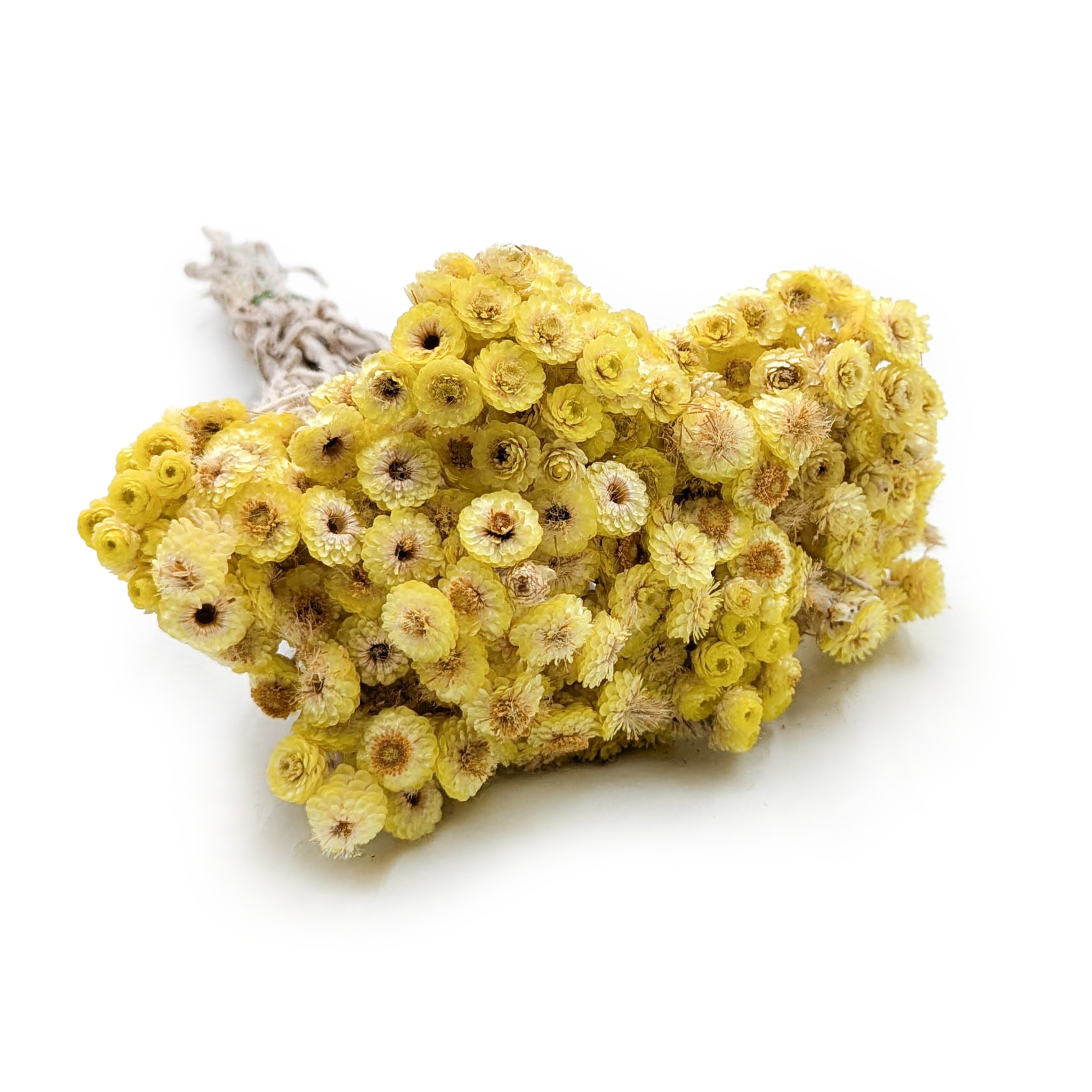 Getrocknetes Helichrysum - (Helichrysum italicum) - Gelb