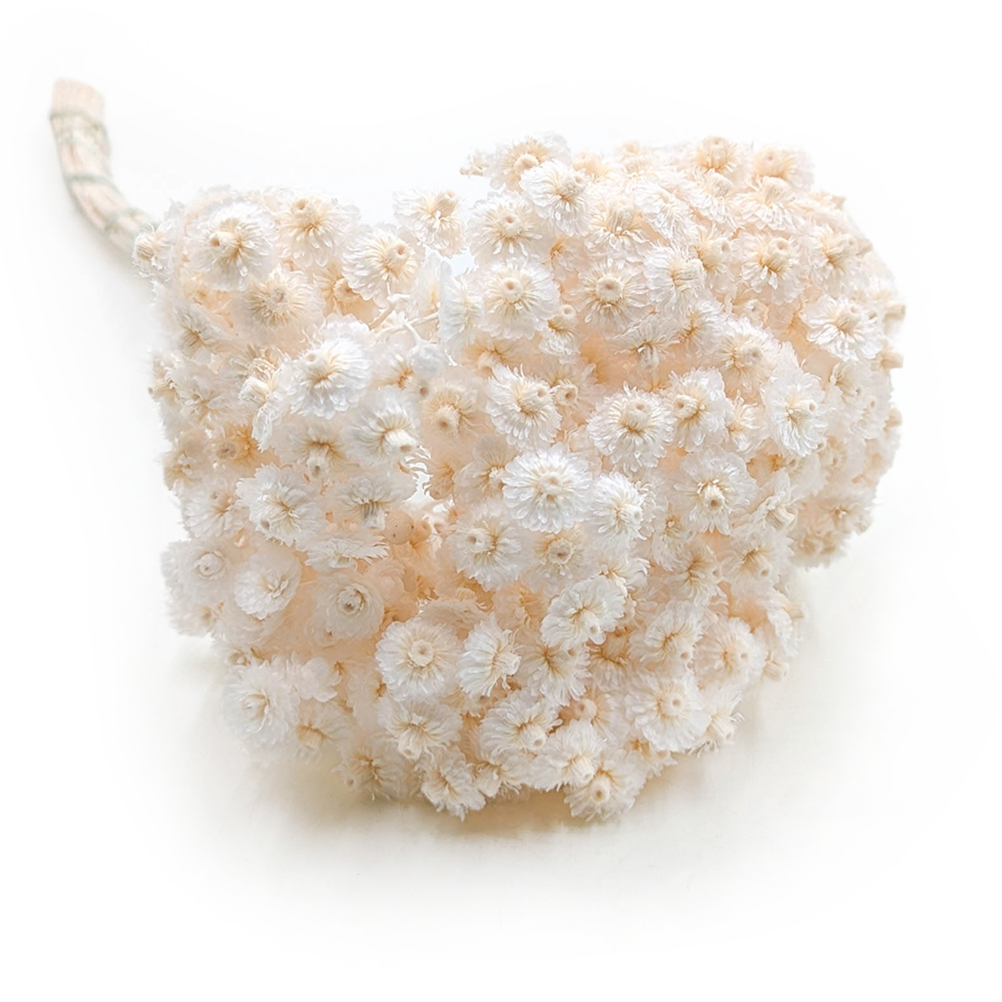 Getrocknetes Helichrysum - (Helichrysum italicum) - Gebleicht