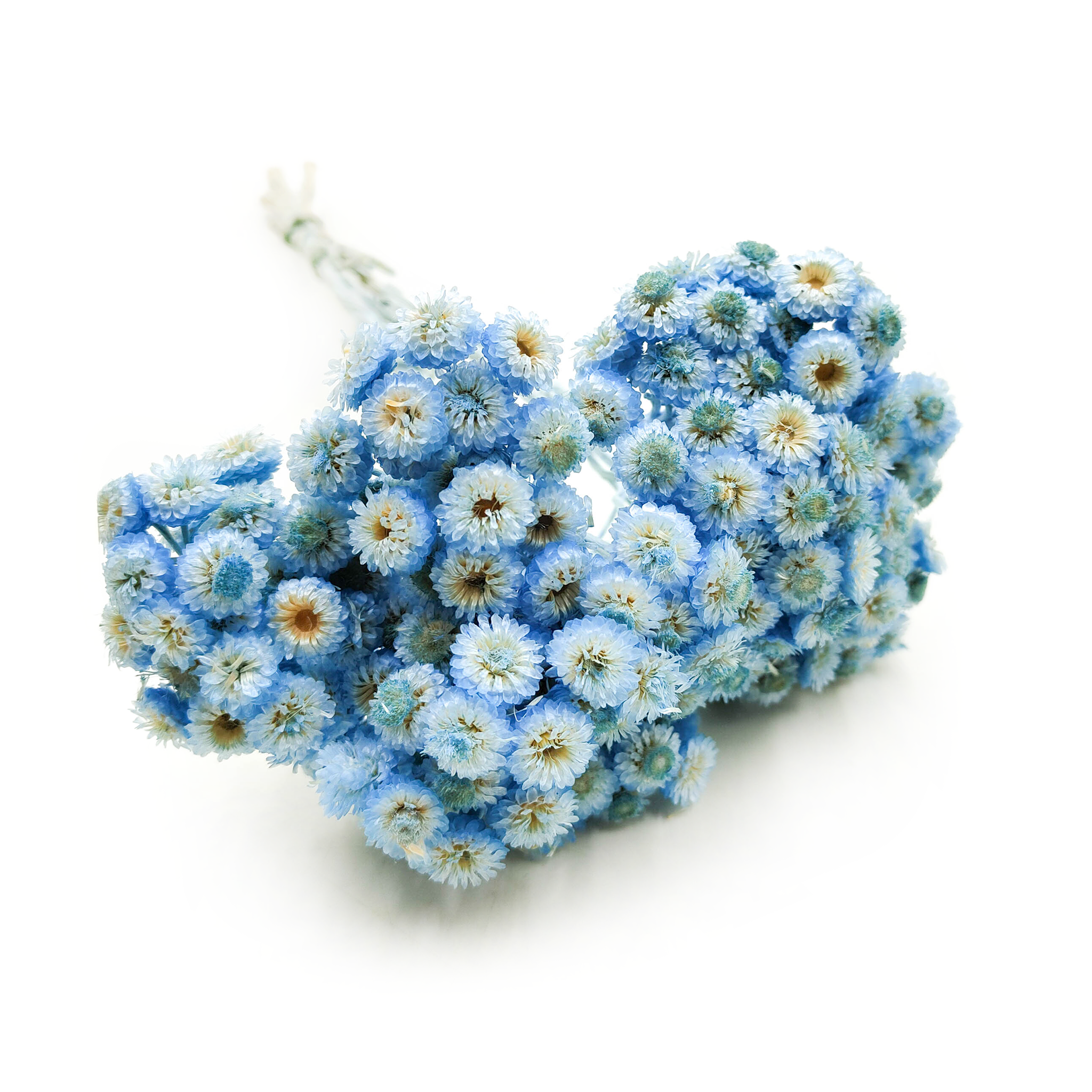 Getrocknetes Helichrysum - (Helichrysum italicum) - Blau