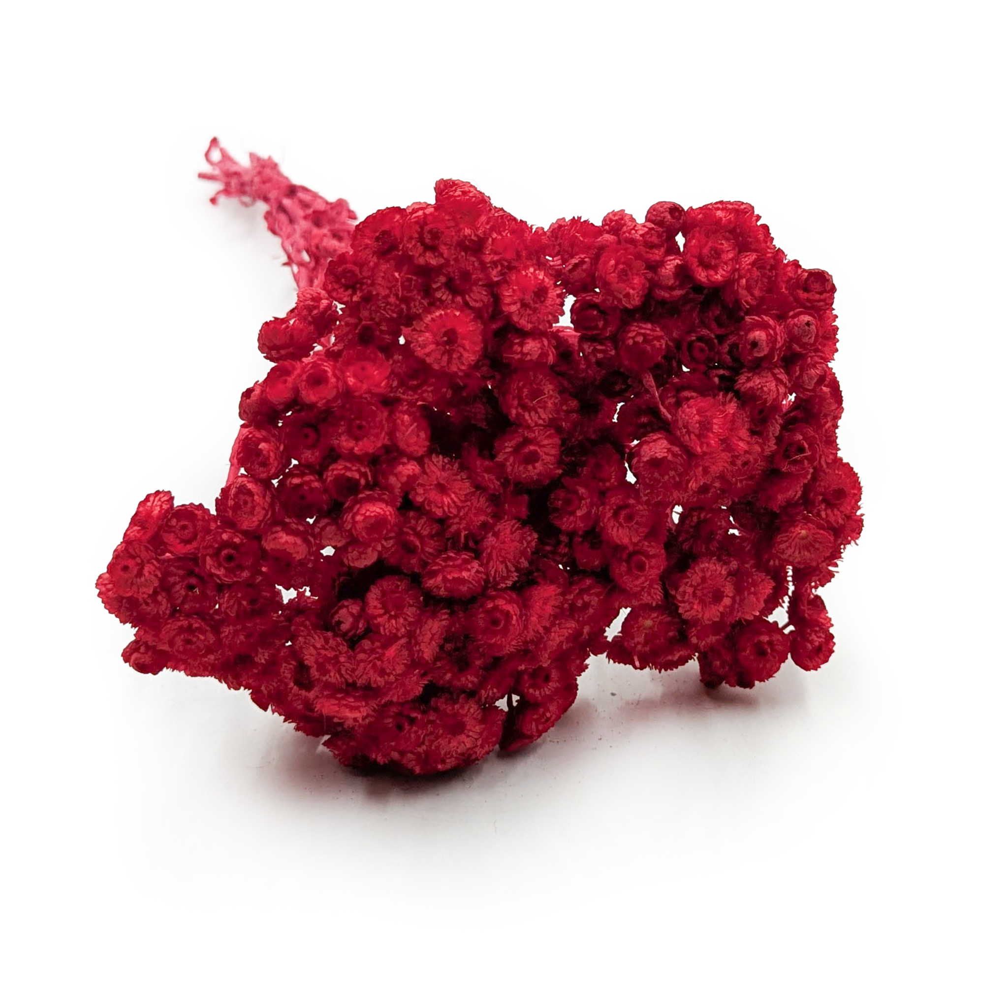 Getrocknetes Helichrysum - (Helichrysum italicum) - Rot