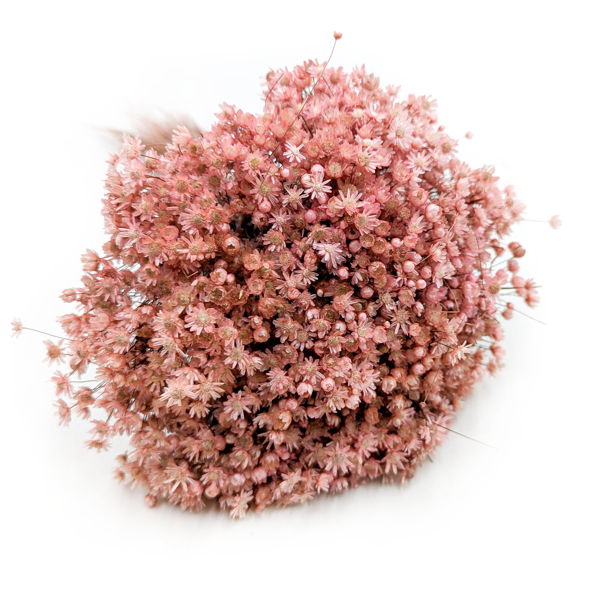 Glixia Getrocknete - (Glixia Marcela) - Rosa