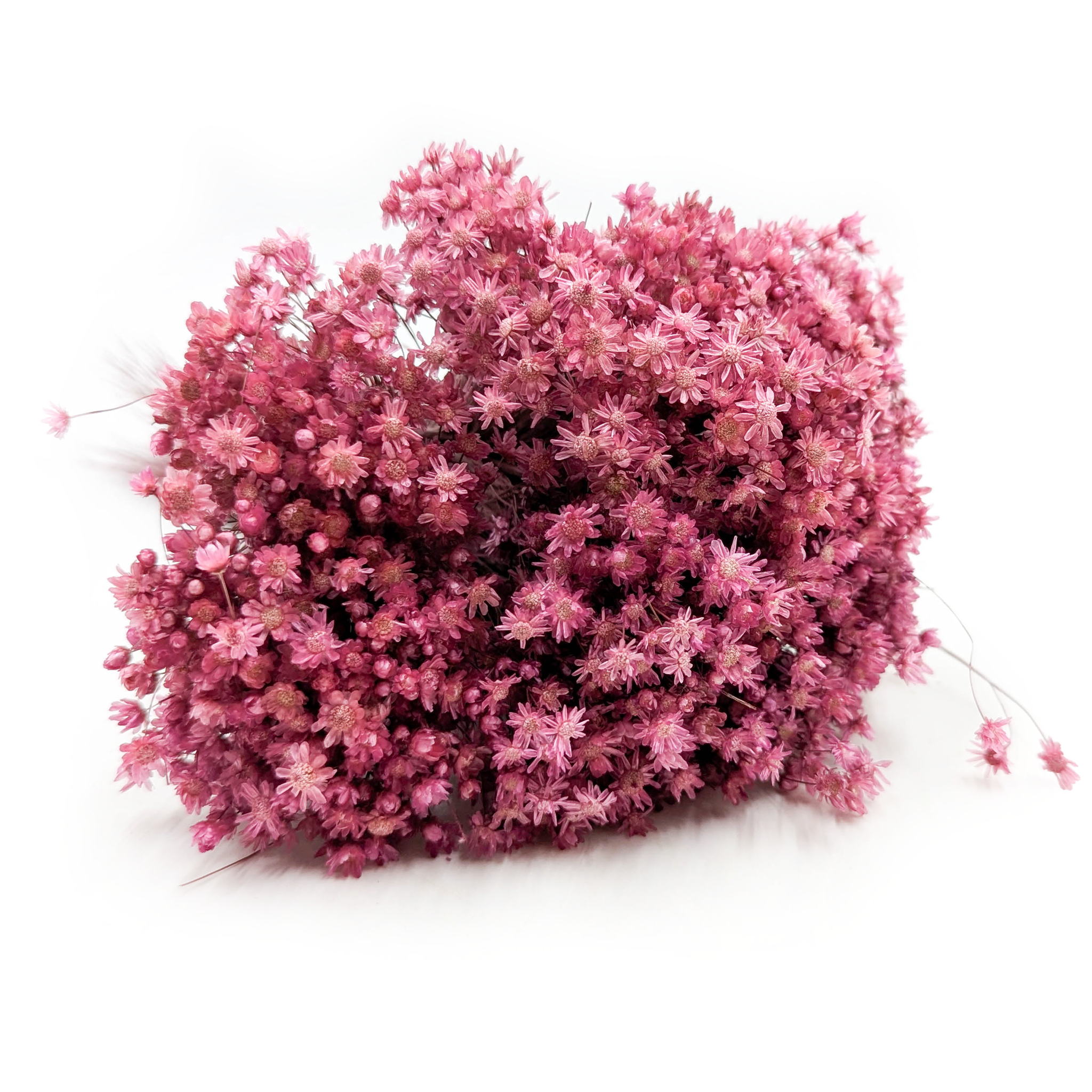 Glixia Getrocknete - (Glixia Marcela) - Fuchsie