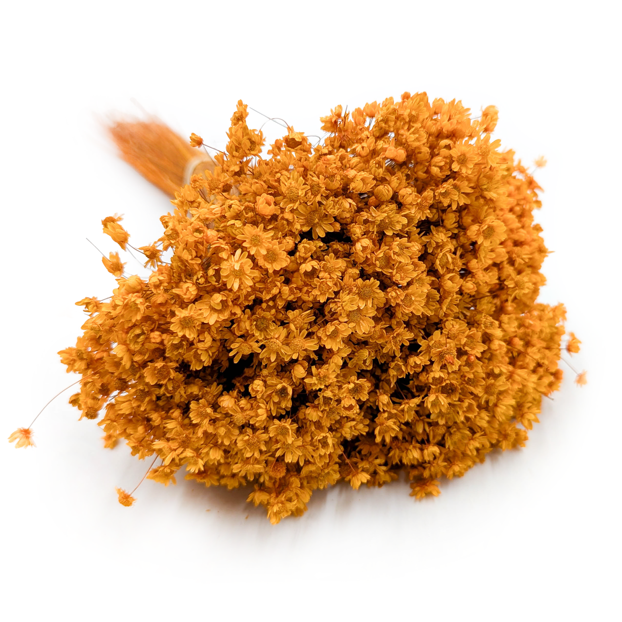 Glixia Getrocknete - (Glixia Marcela) - Orange