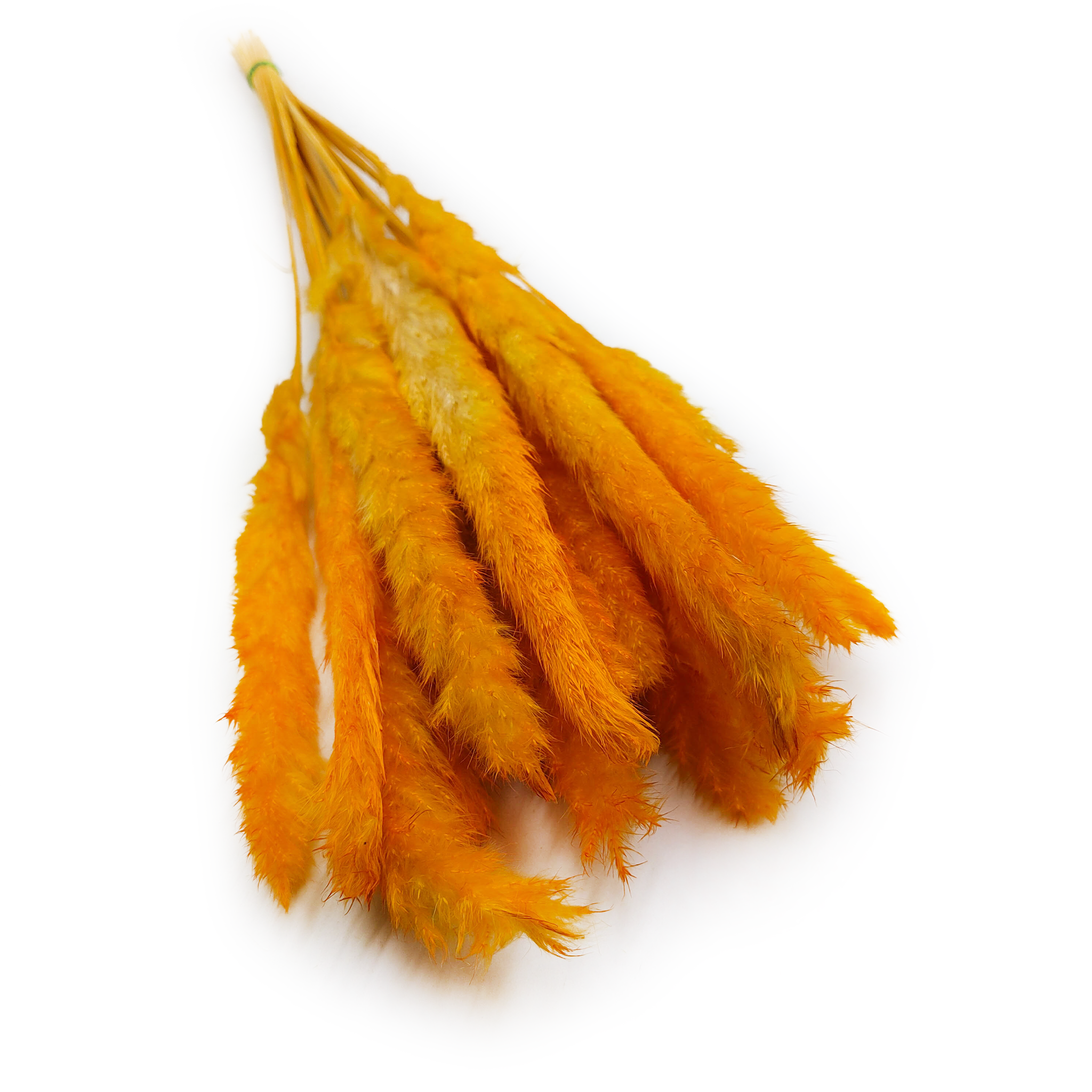 Mini-Pampasgras - Orange