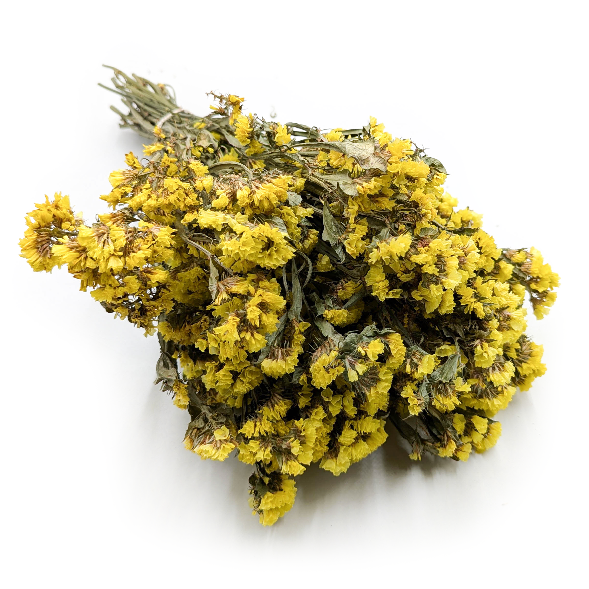 Geflügelter Strandflieder - Limonium sinuatum - Gelb