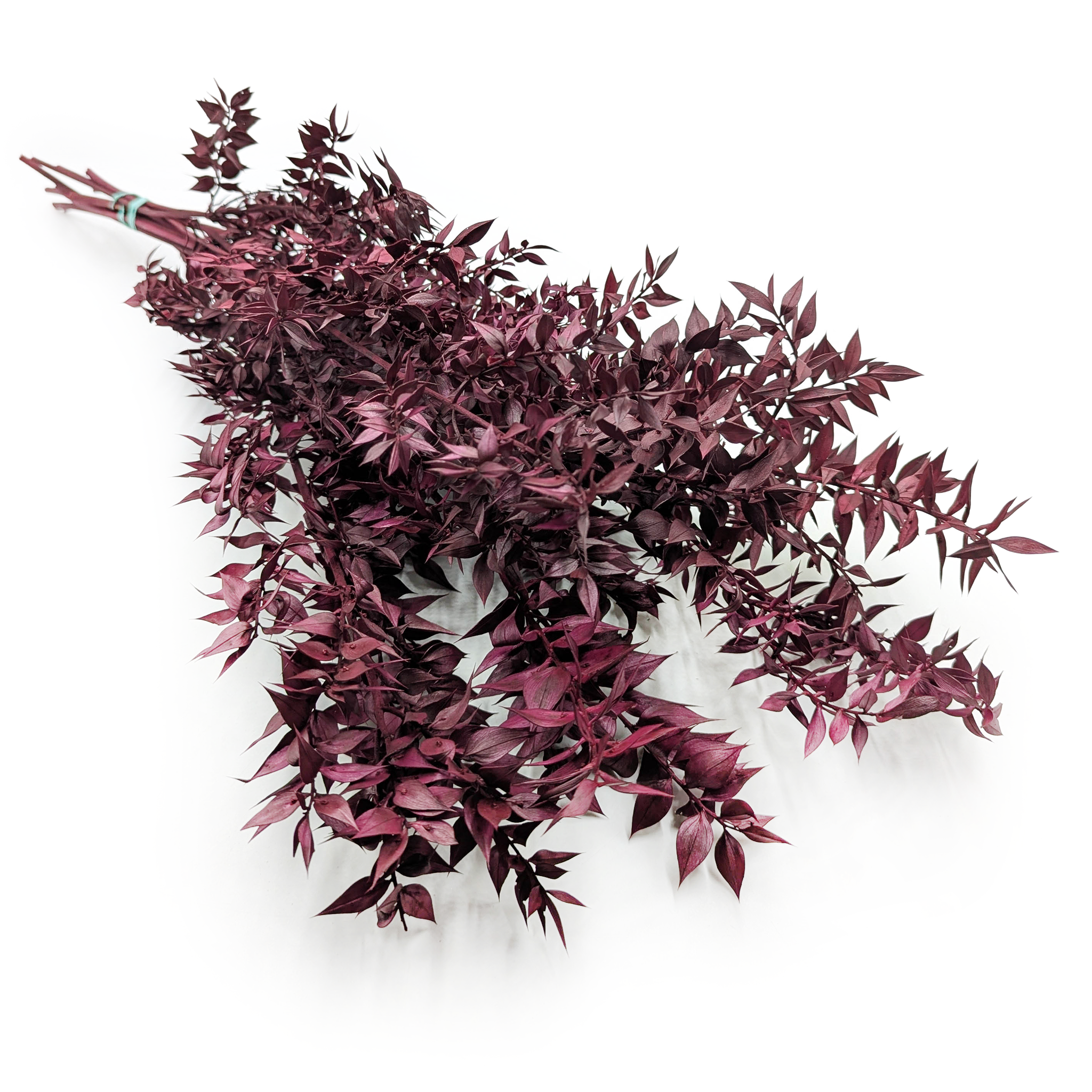 Ruscus Stabilisierte - (Ruscus) - Kirschrot