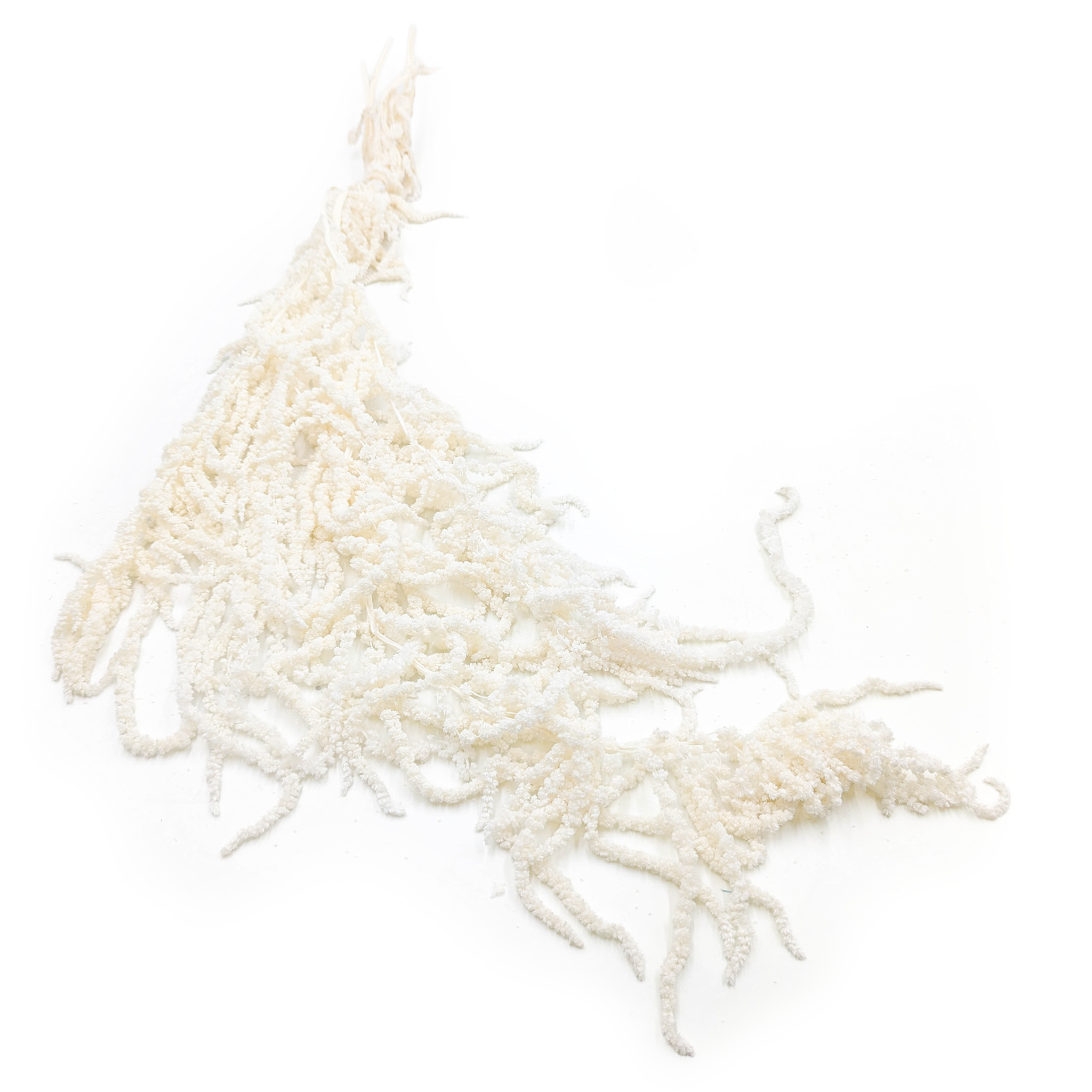 Stabilisiertes Amaranth – Amaranth – Gebleicht