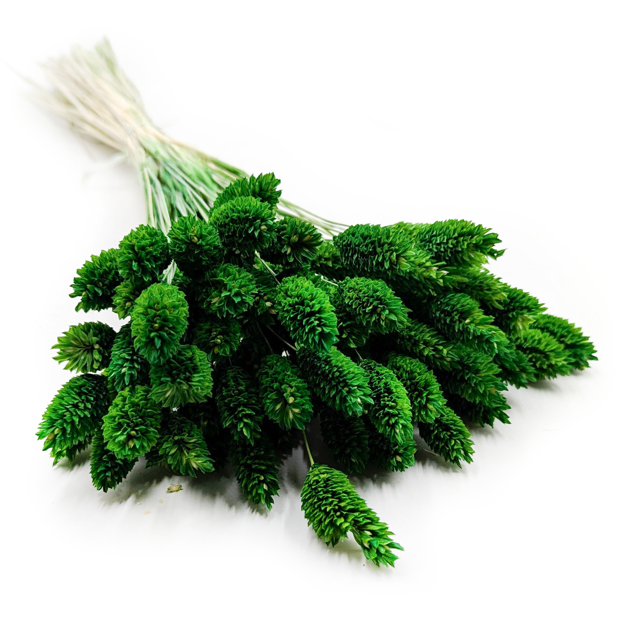 Phalaris Getrocknete - Kanariengras - Flaschengrüne