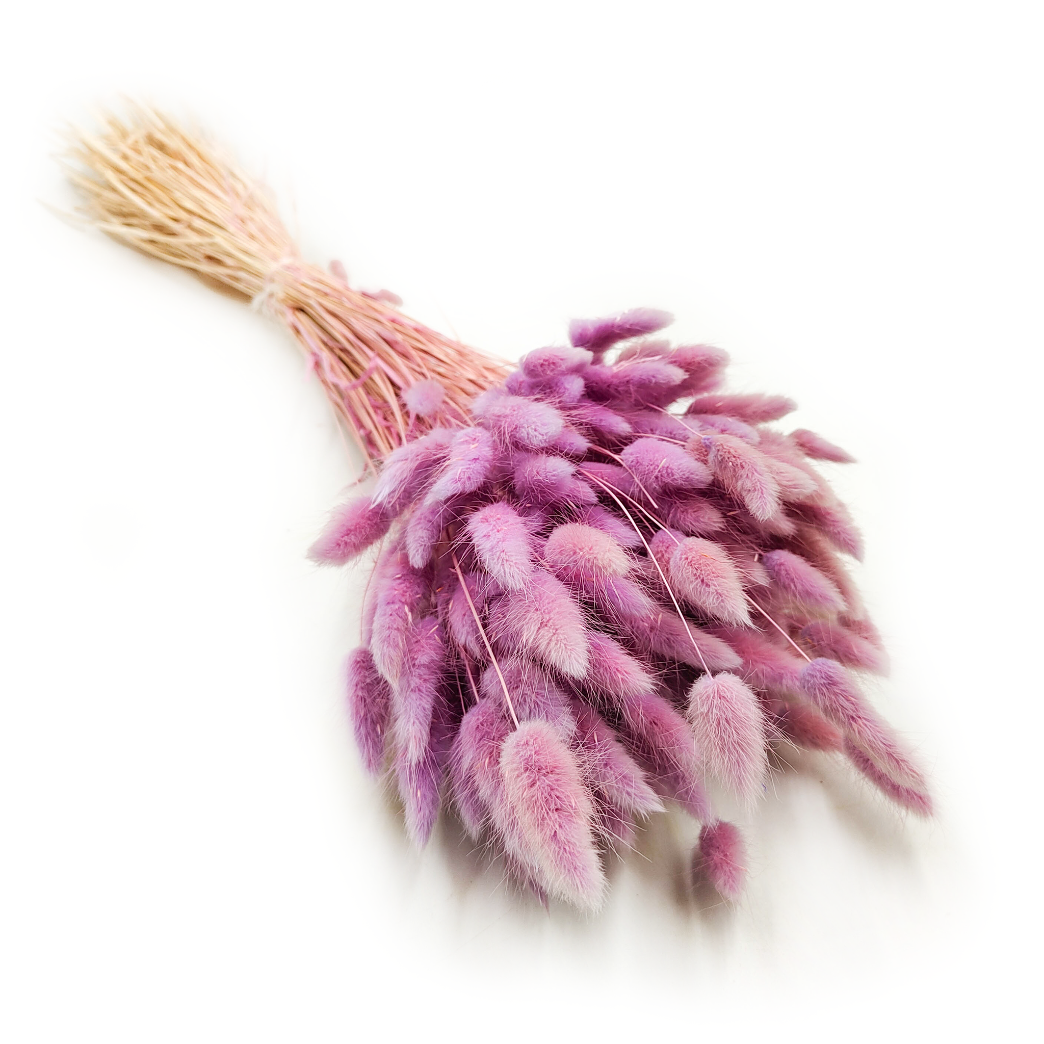 Getrocknete Hasenschwanzgras - (Lagurus) - Heidekraut