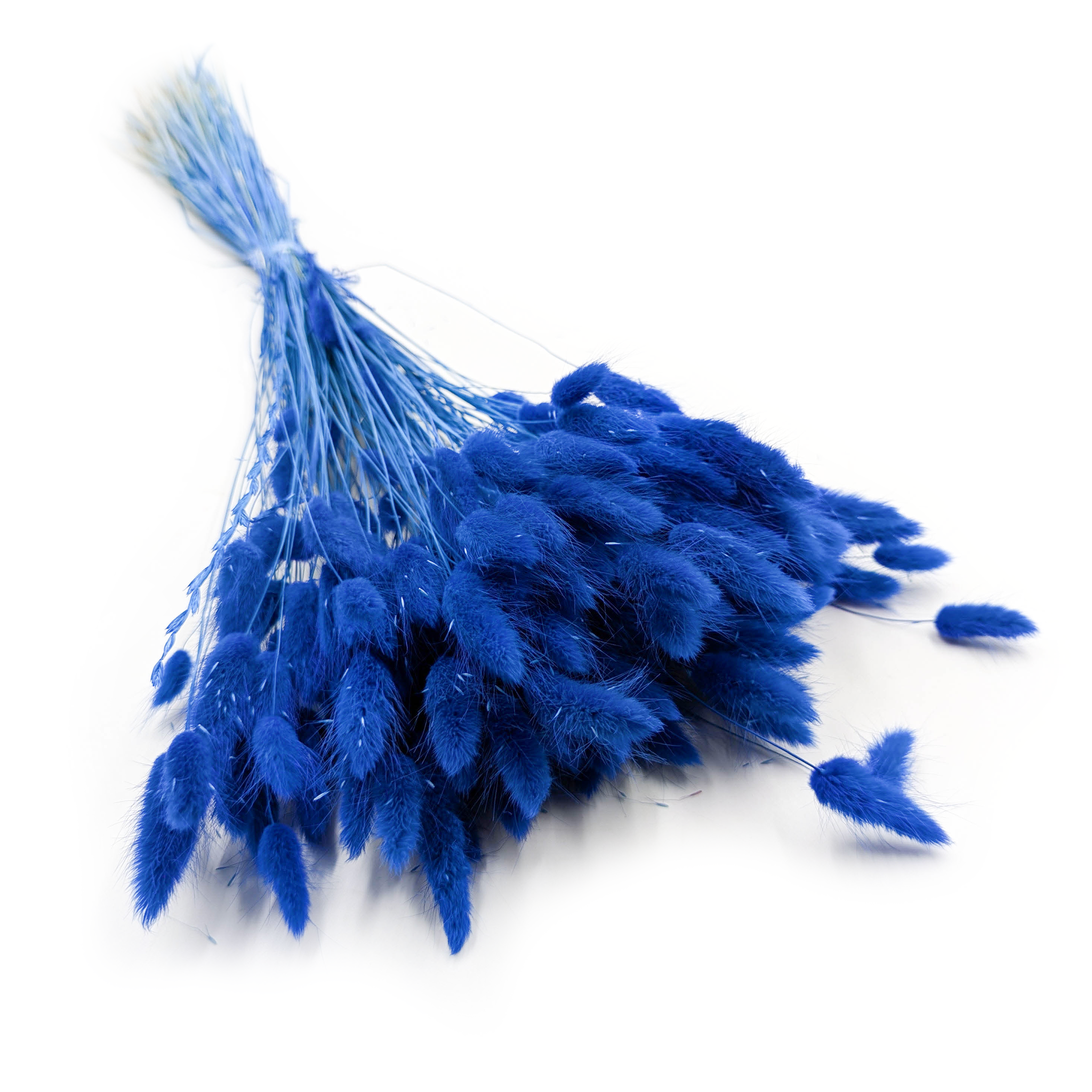 Getrocknete Hasenschwanzgras - (Lagurus) - Marineblau
