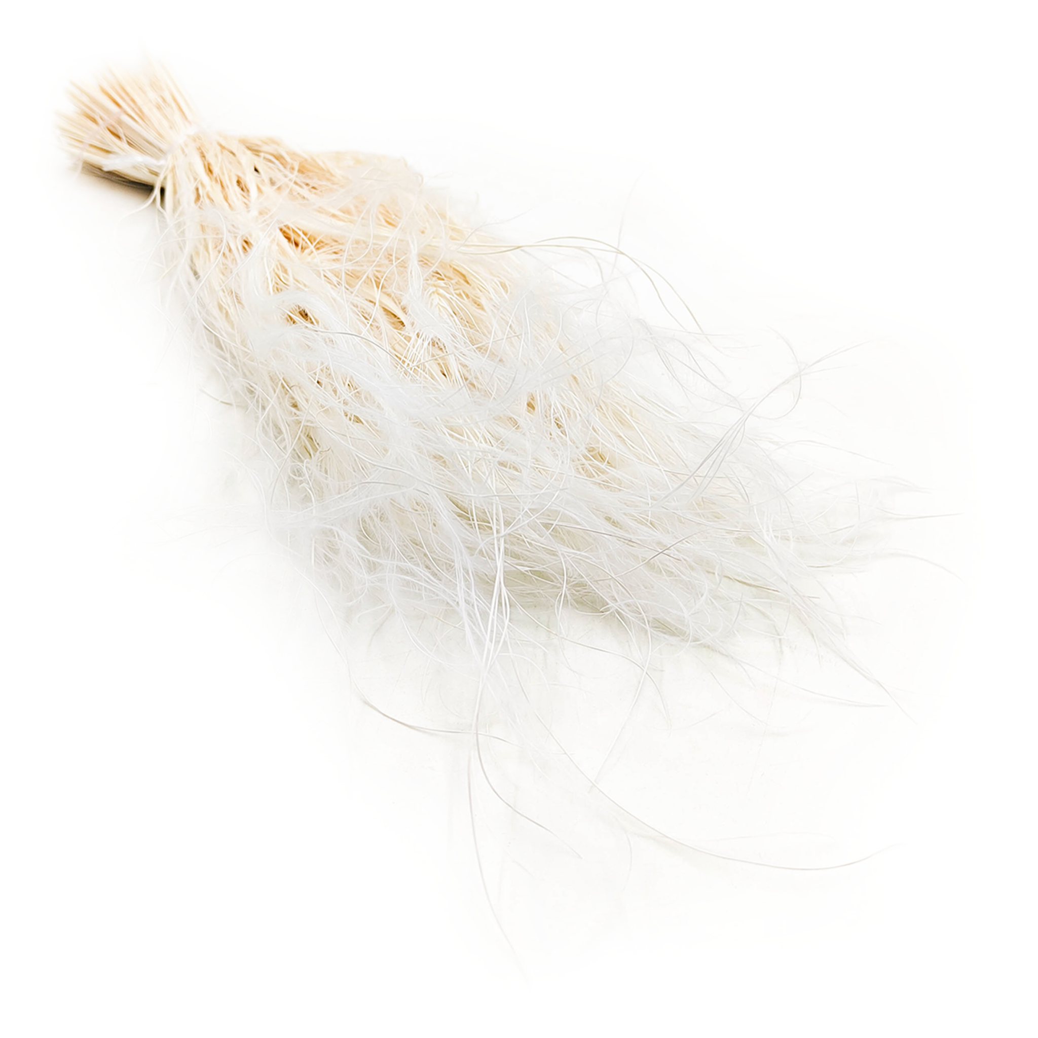 Federgras Getrocknete - (Stipa pennata) - Gebleicht