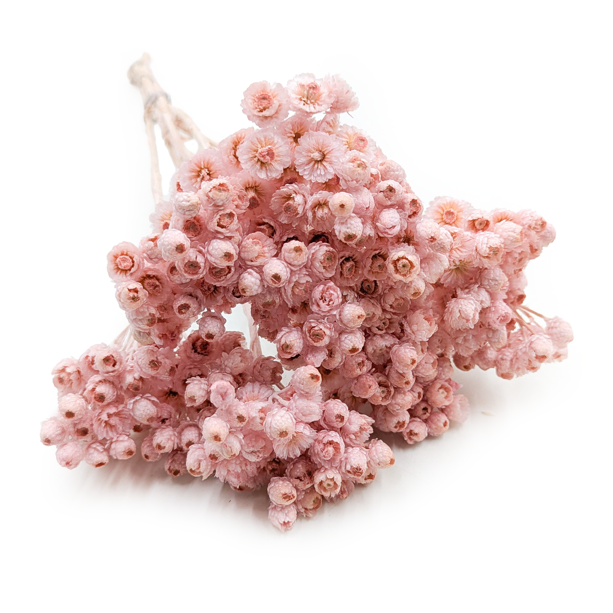 Getrocknetes Helichrysum - (Helichrysum italicum) - Rosa
