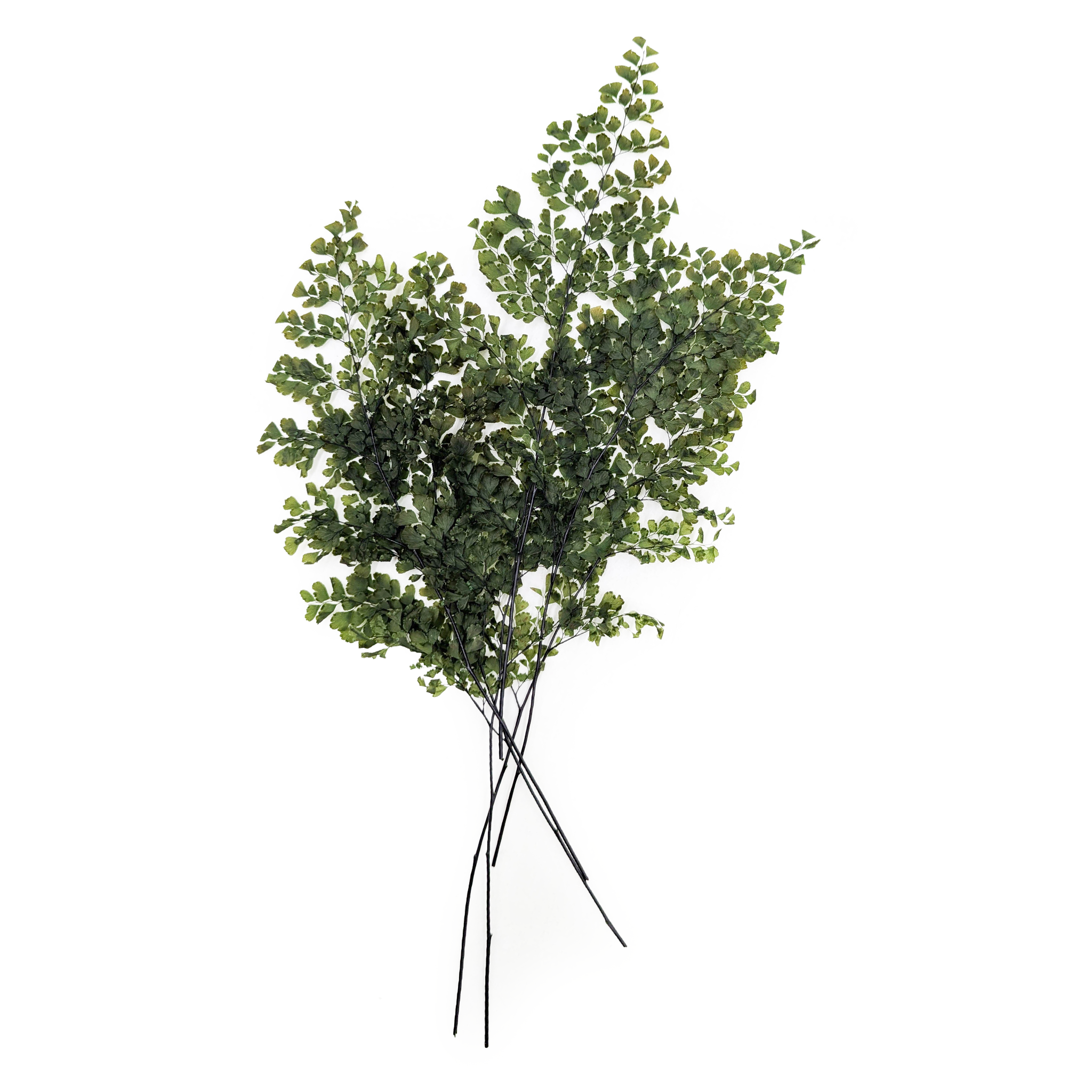 Stabilisiertes Farn - Adiantum Farn - Grün