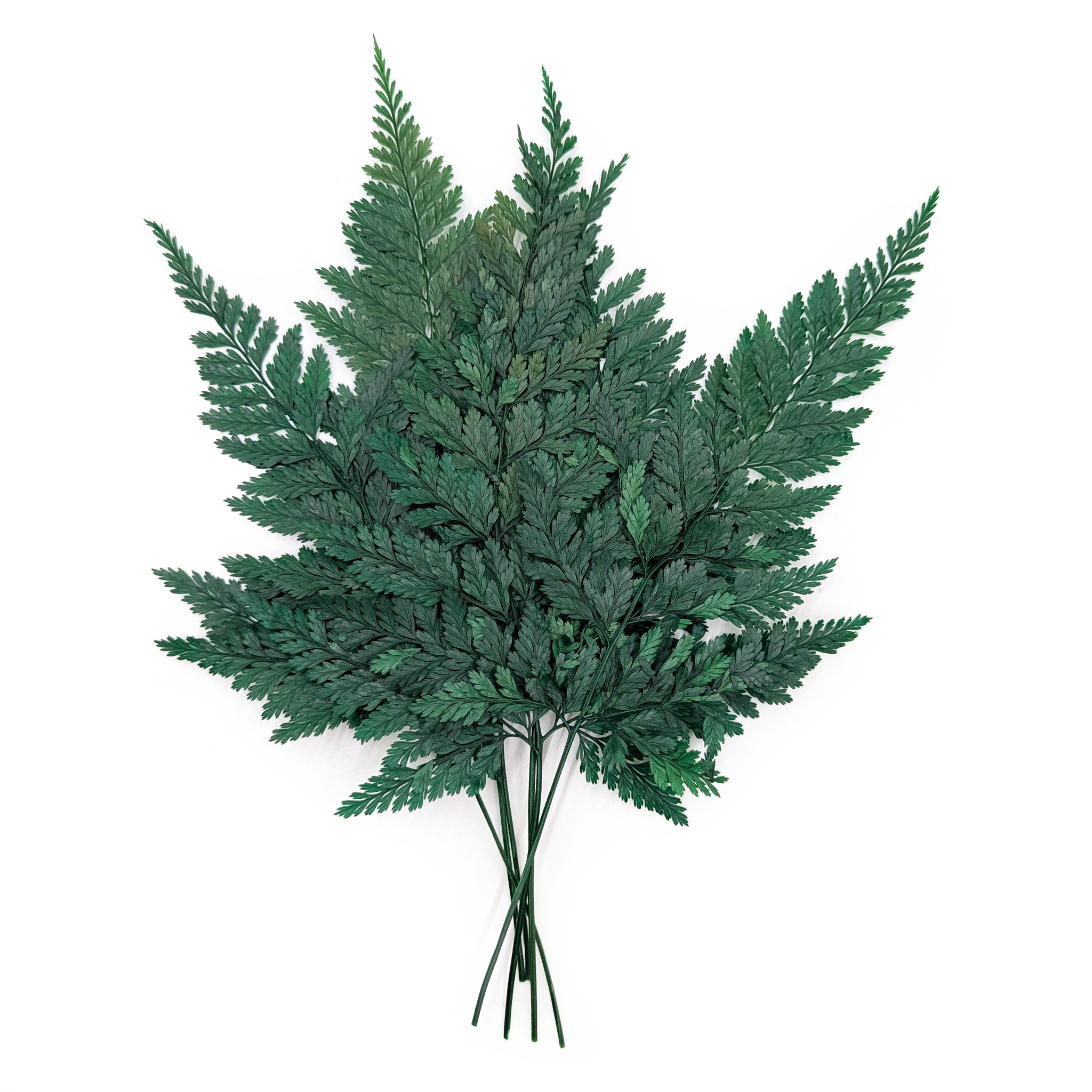 Stabilisiertes Farn - Davalia - Bouquet