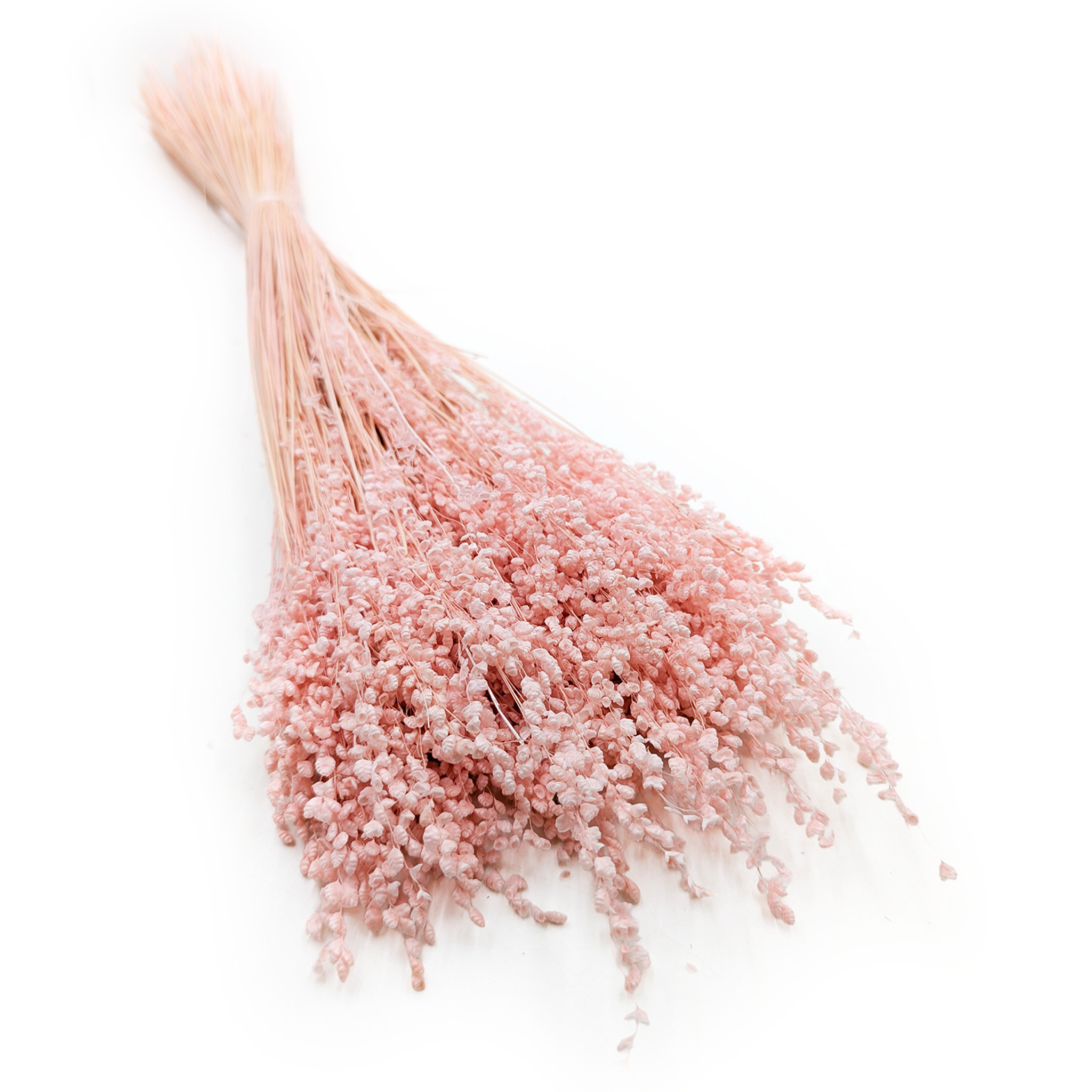 Getrocknete Mini-Zittergras – Briza Minima – Rosa