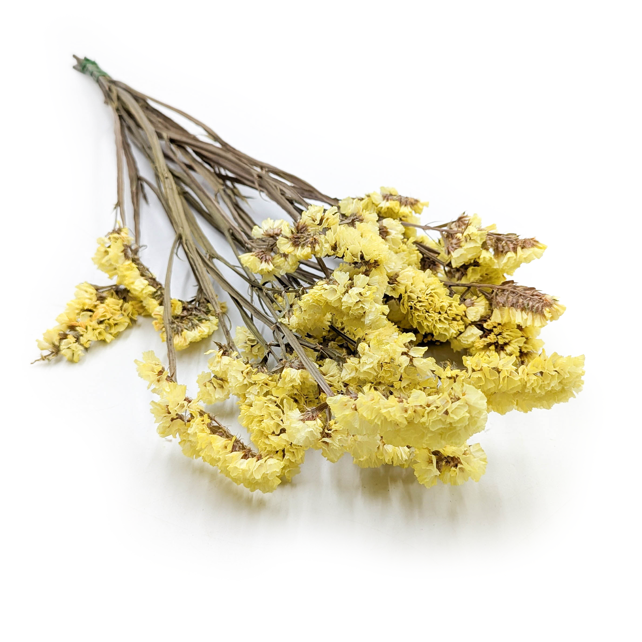 Stabilisierter Strandflieder - (Limonium sinuatum) - Gelb